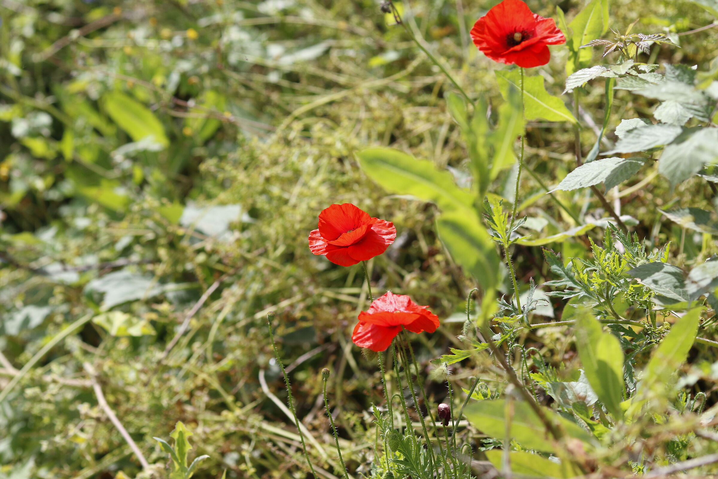 " Crop 216 ", Canon 135 F.2 LuSM, 7D II