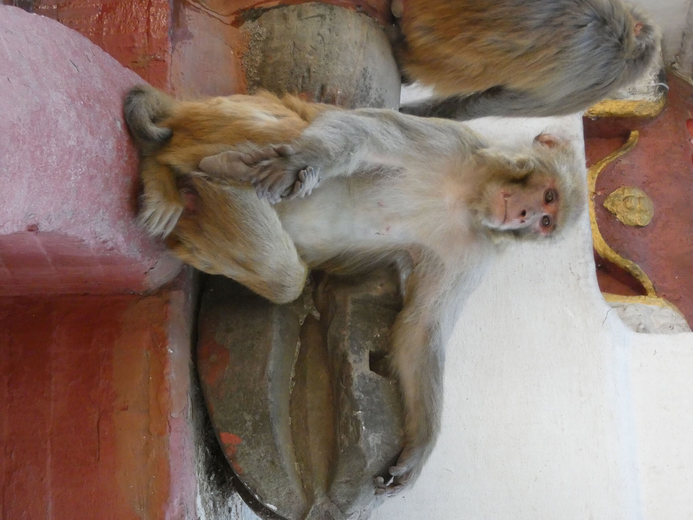 The Ras of the macaques...
