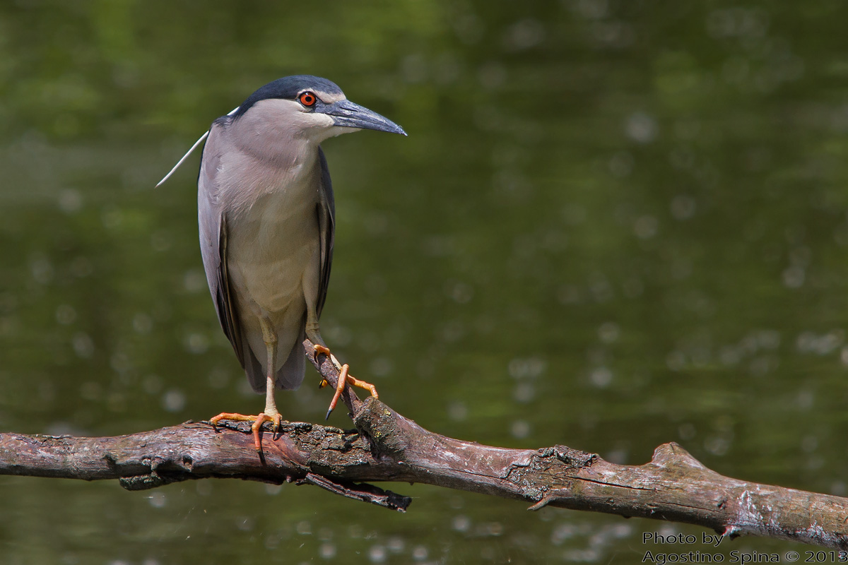 Night Heron