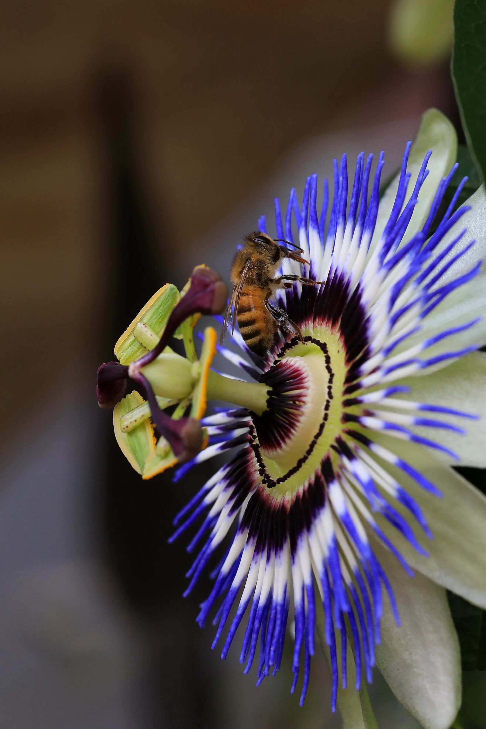 Ape e Passiflora