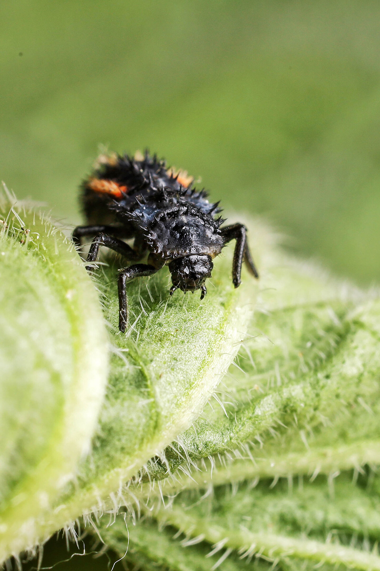 Harmonia axyridis _ larva