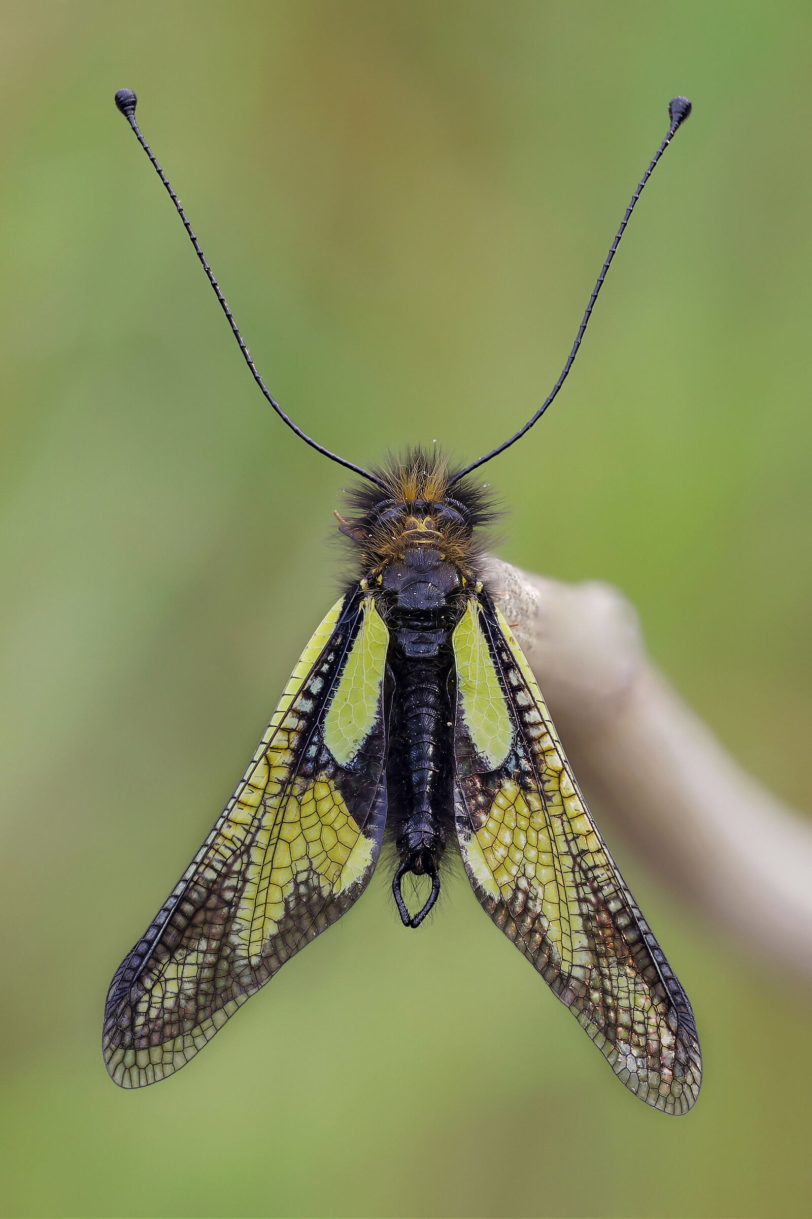 White ascalafo (Libelloides coccajus)