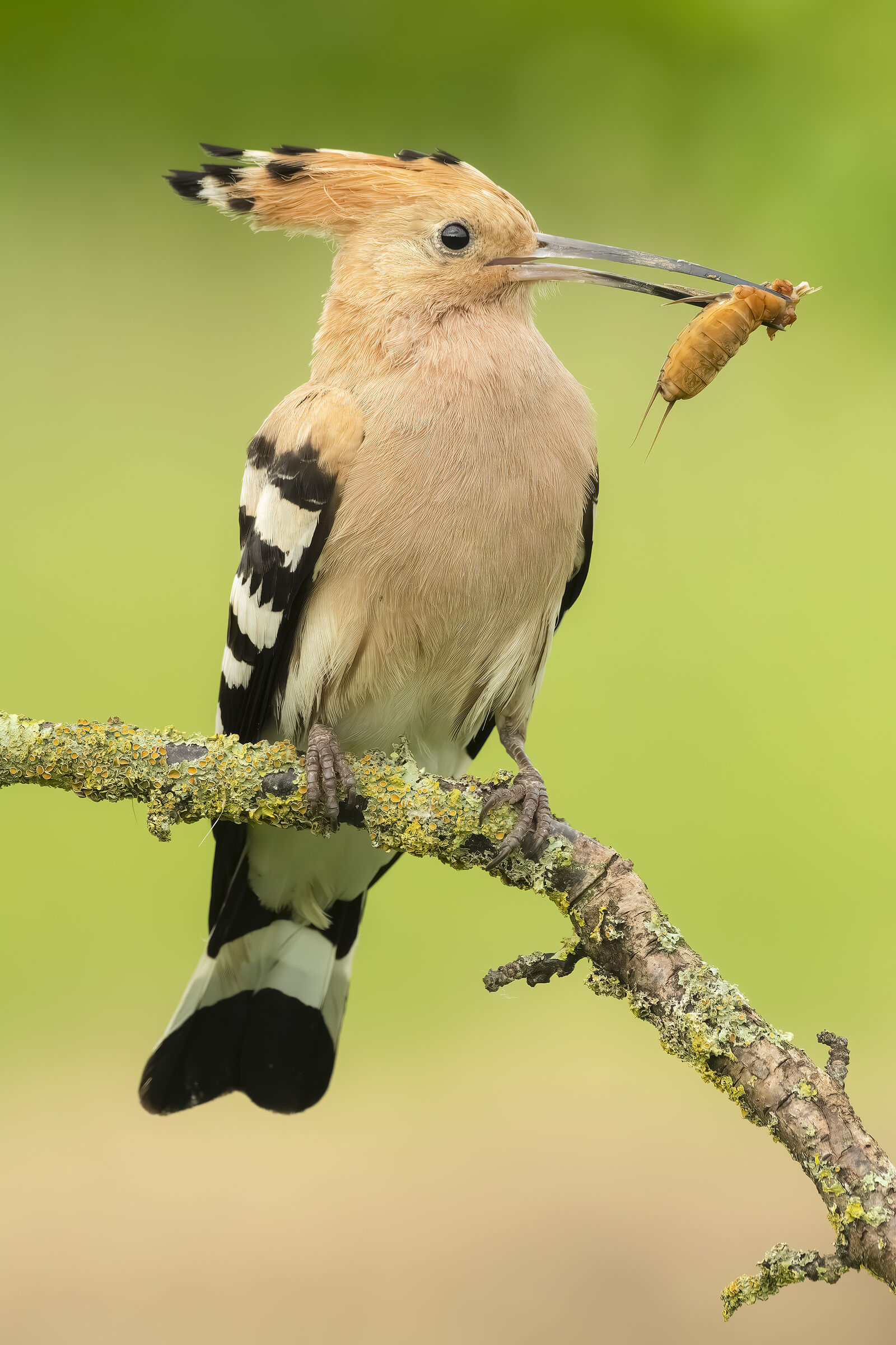 Hoopoe
