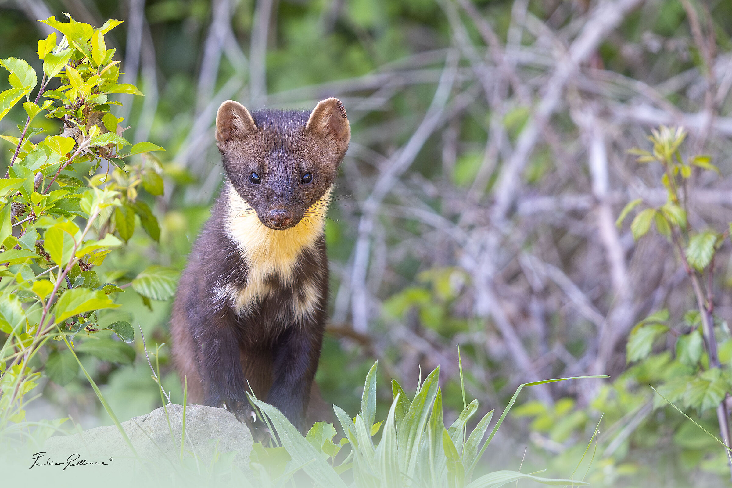 Marten