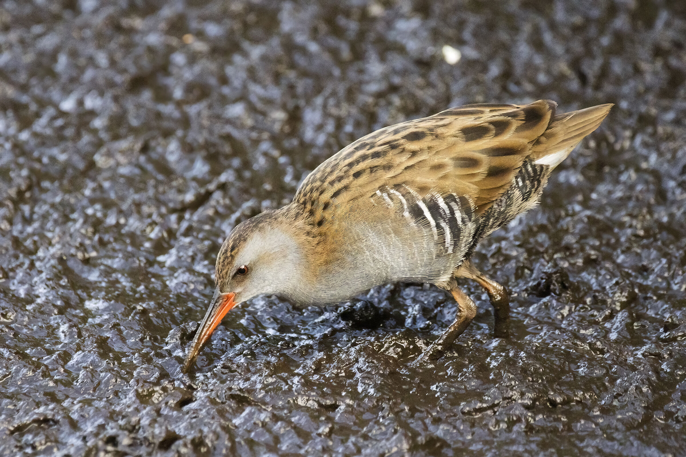 Water rail - Rallus aquaticus