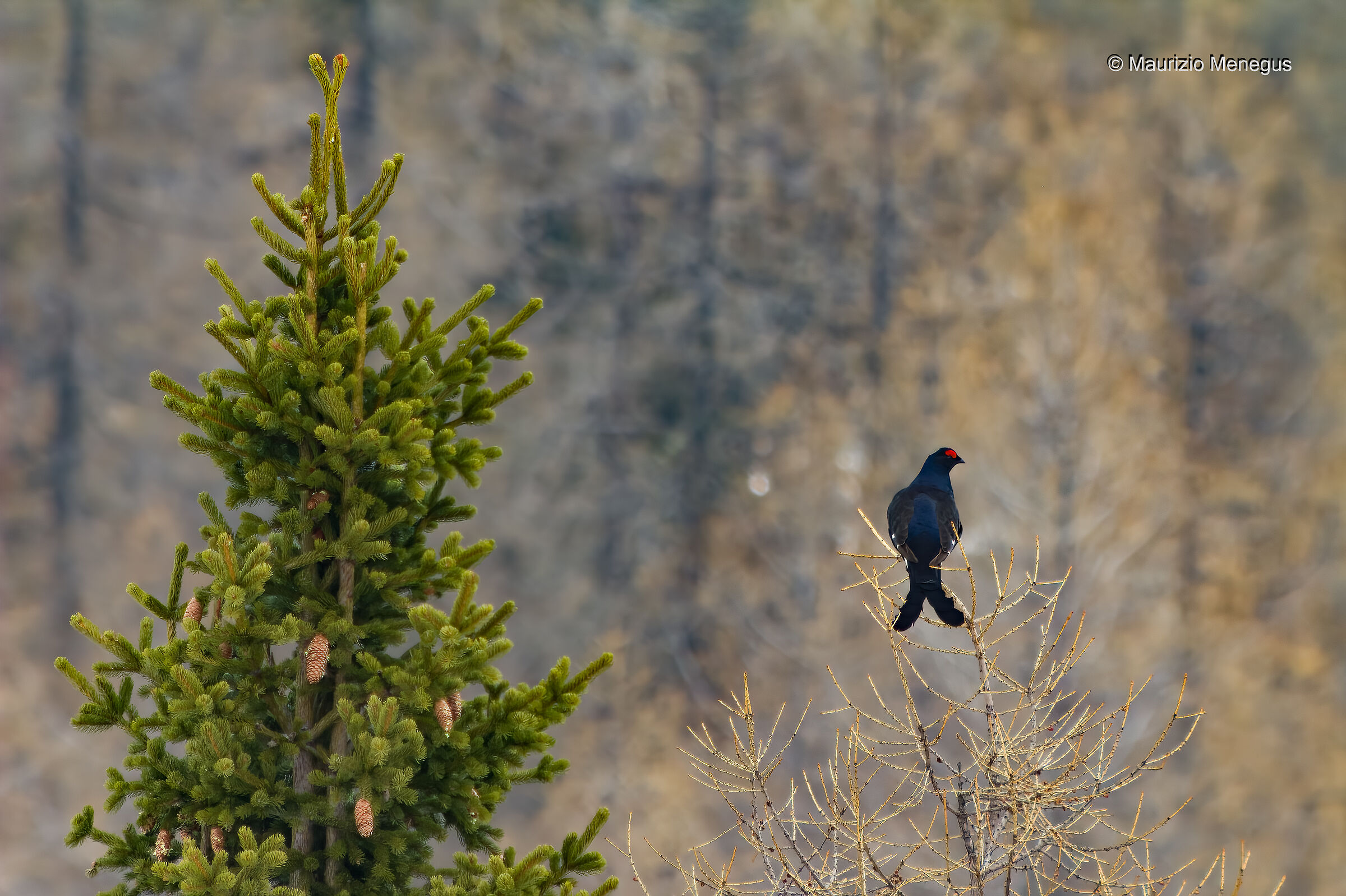 Gallo forcello su larice