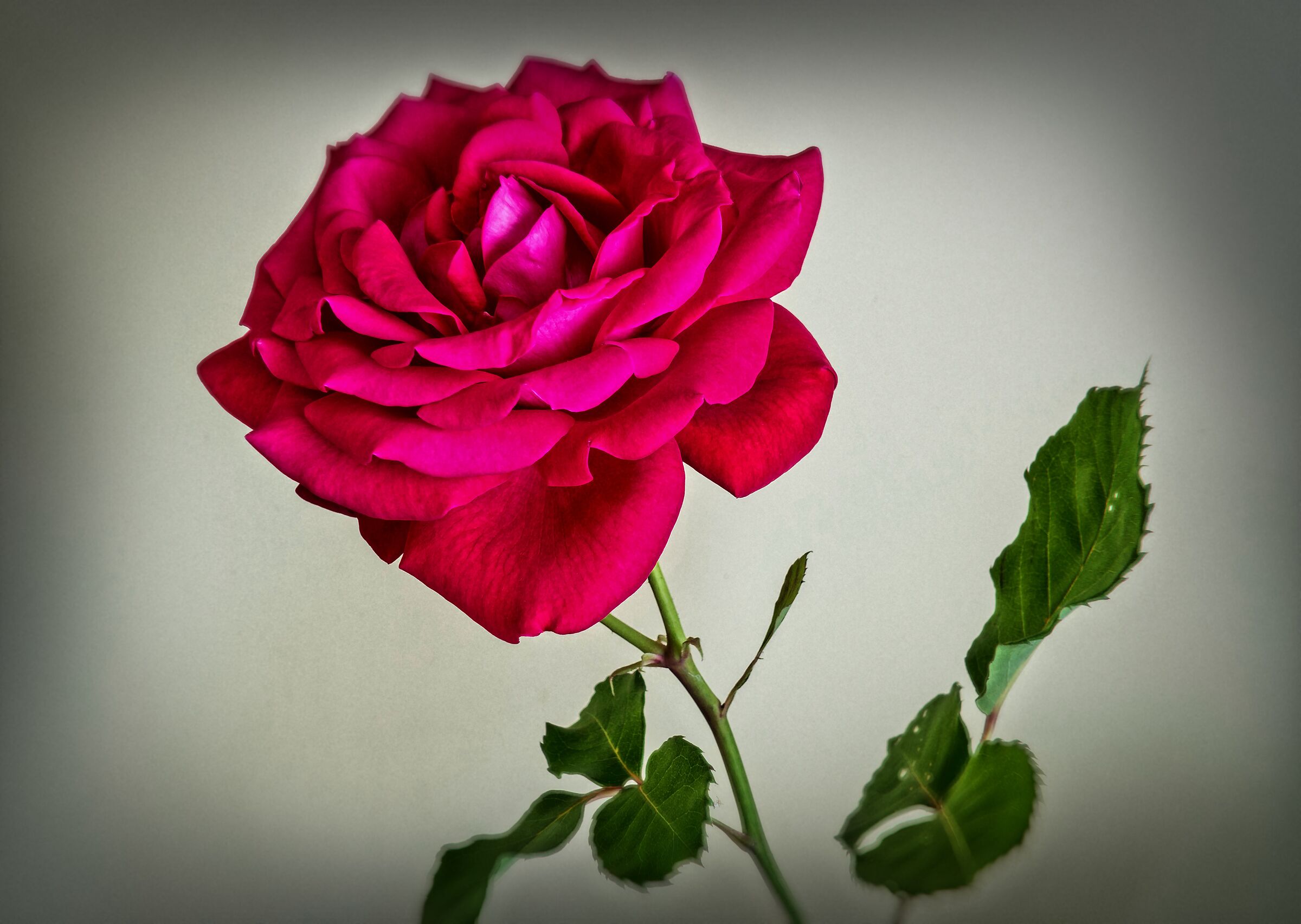 A rose
