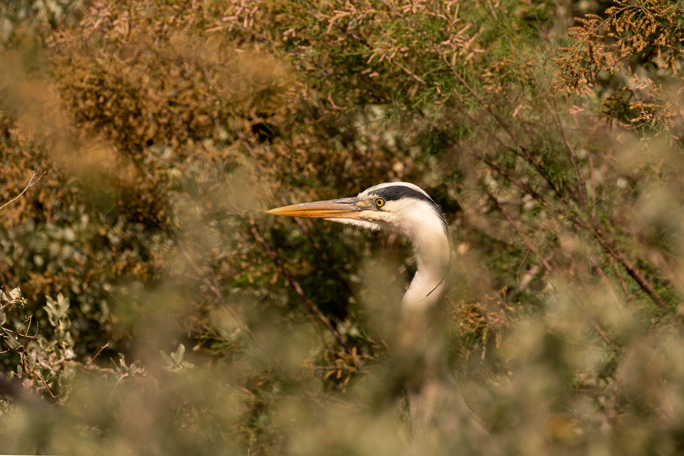 Un airone cenerino al tramonto