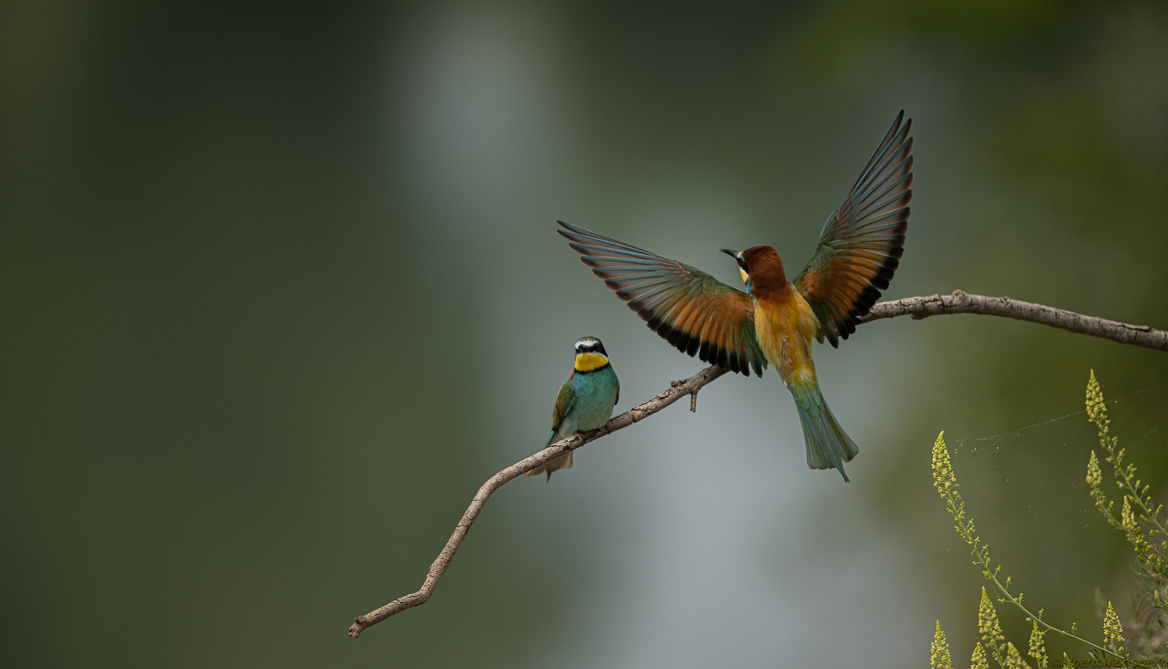 Bee-eaters