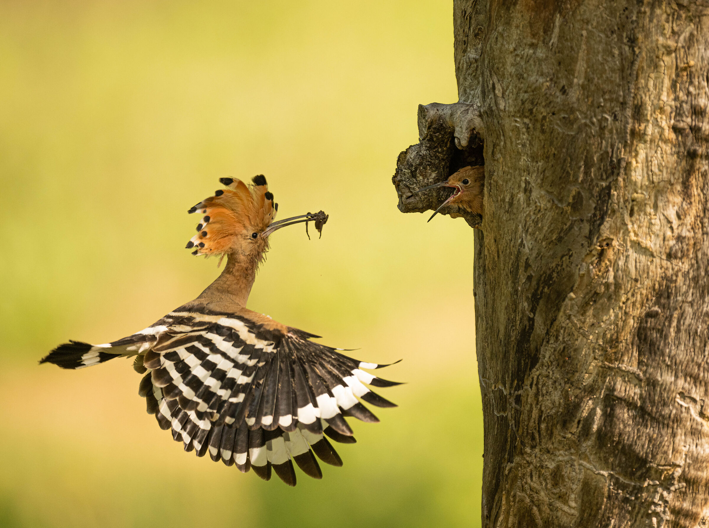 Hoopoe with prey