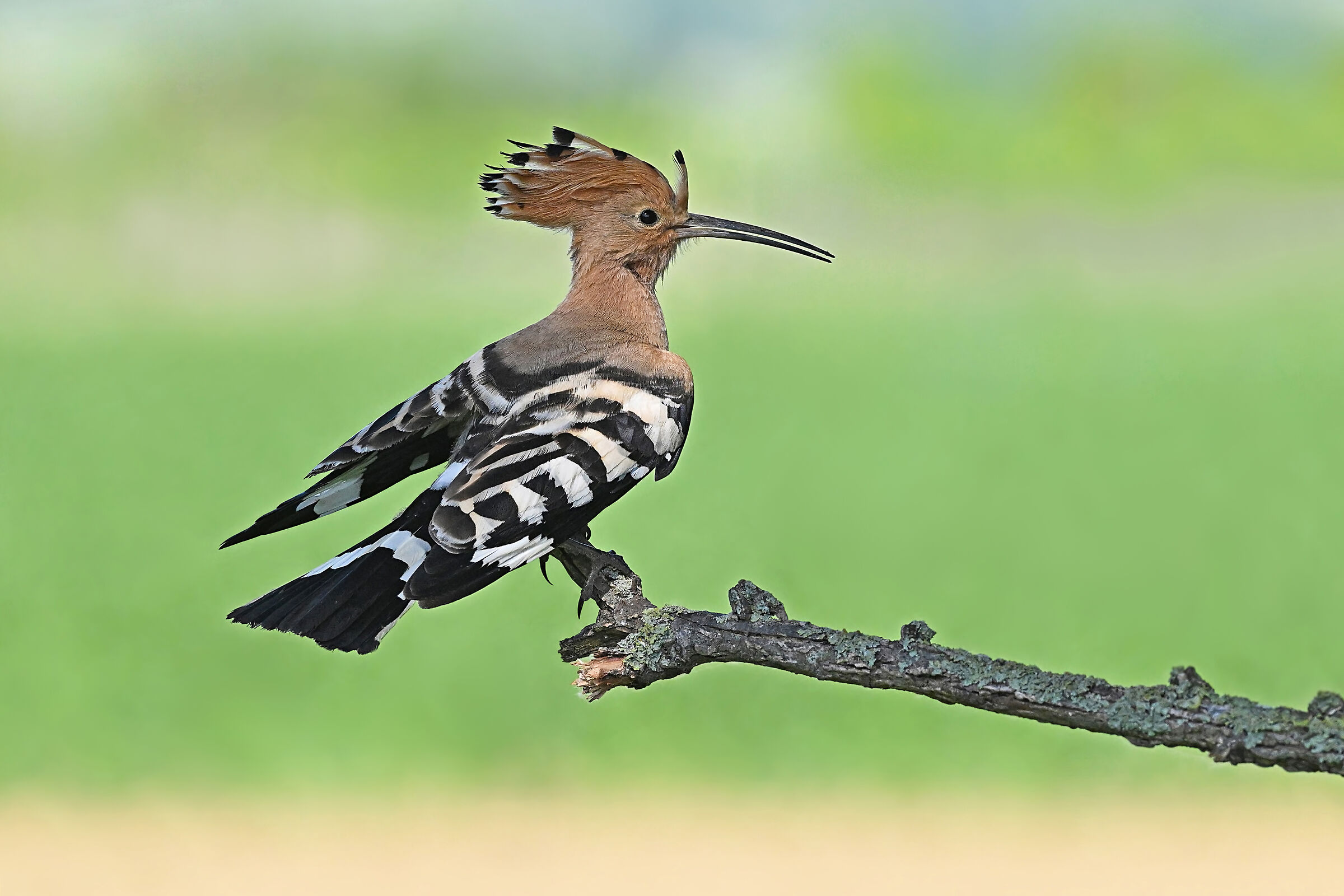 Feather Stories 5 (Hoopoe)