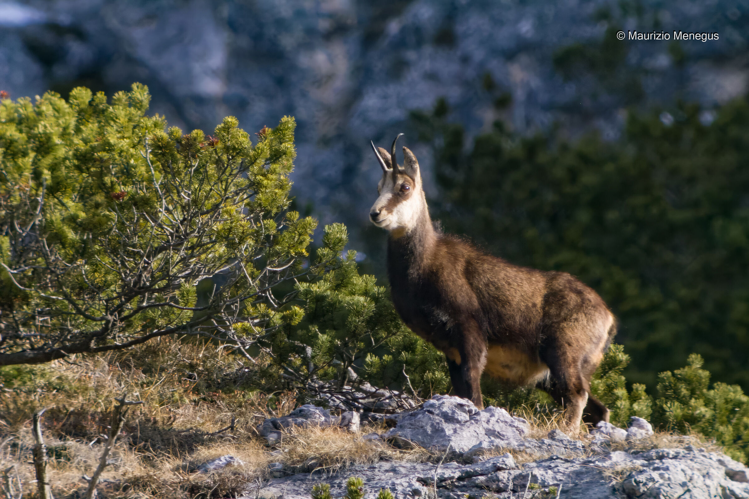 Camoscio femmina - dicembre 2012