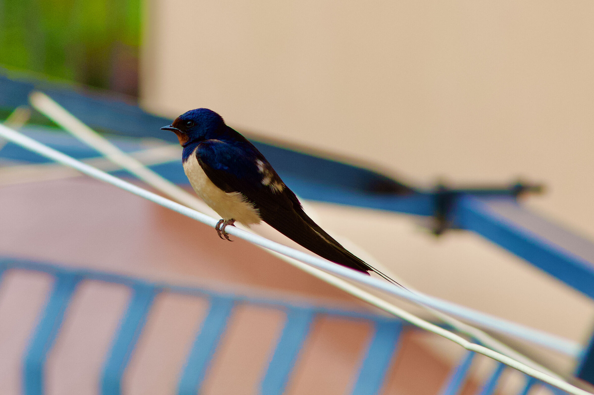 Swallow
