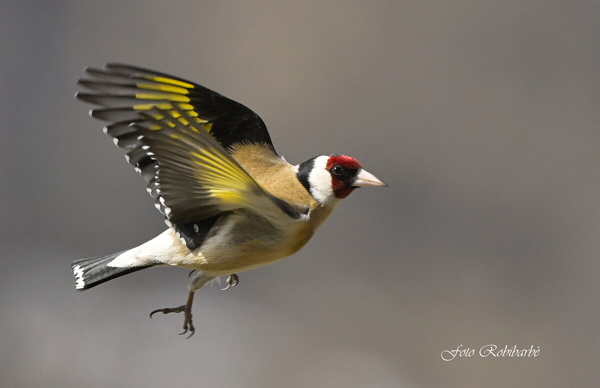 Goldfinch...