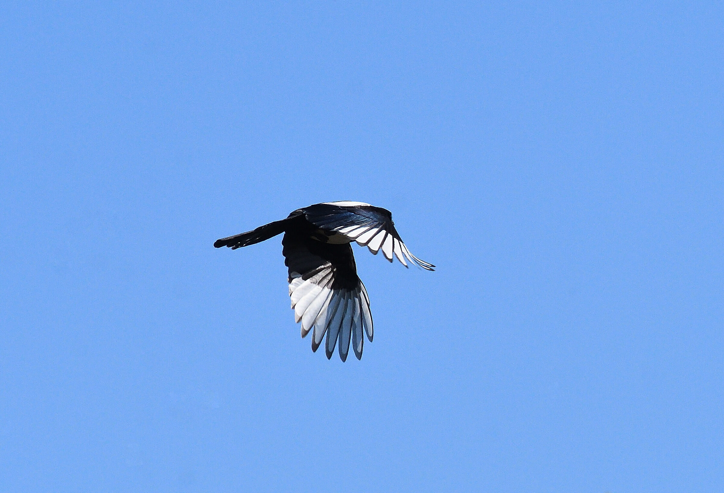 The flight