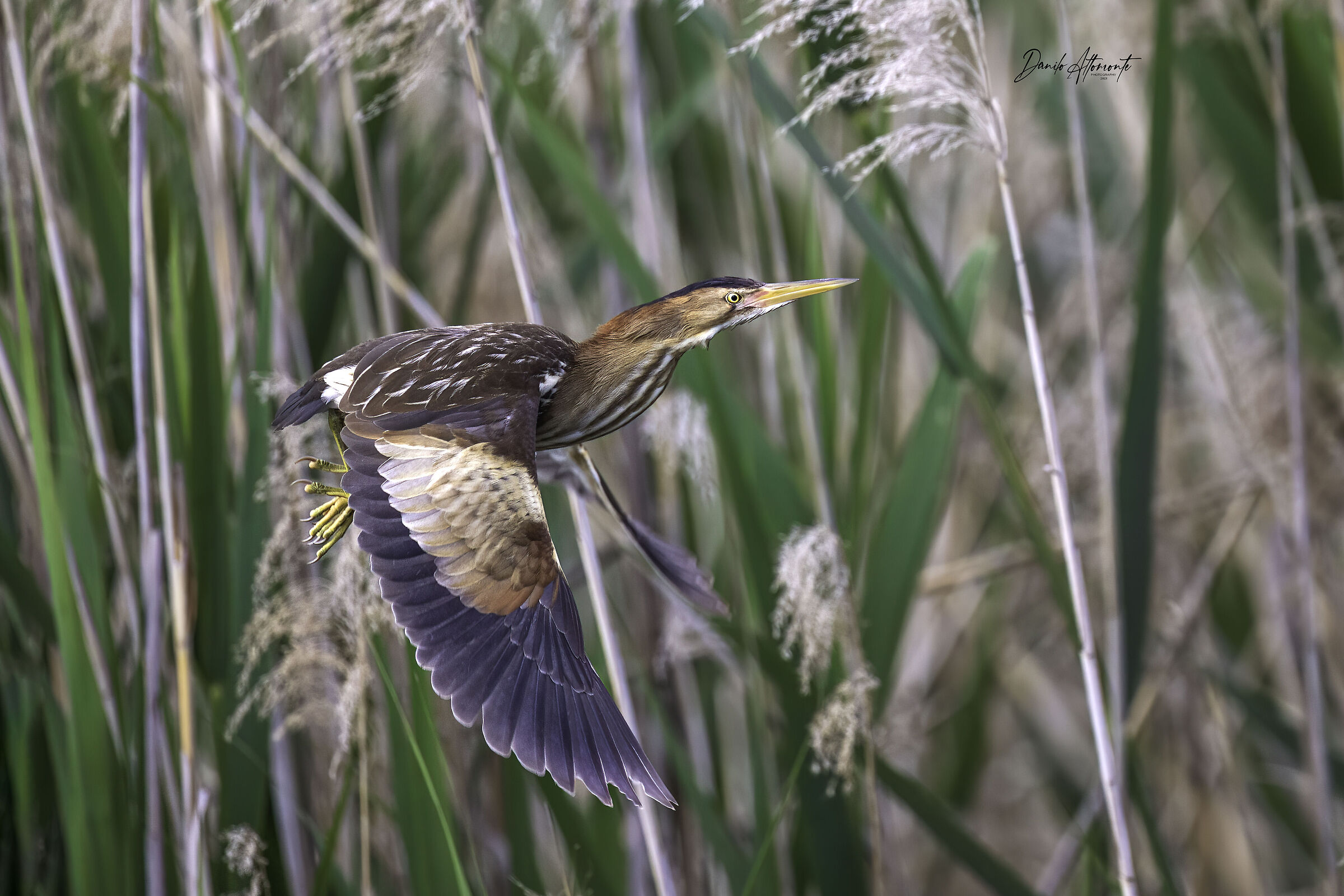 Little bittern