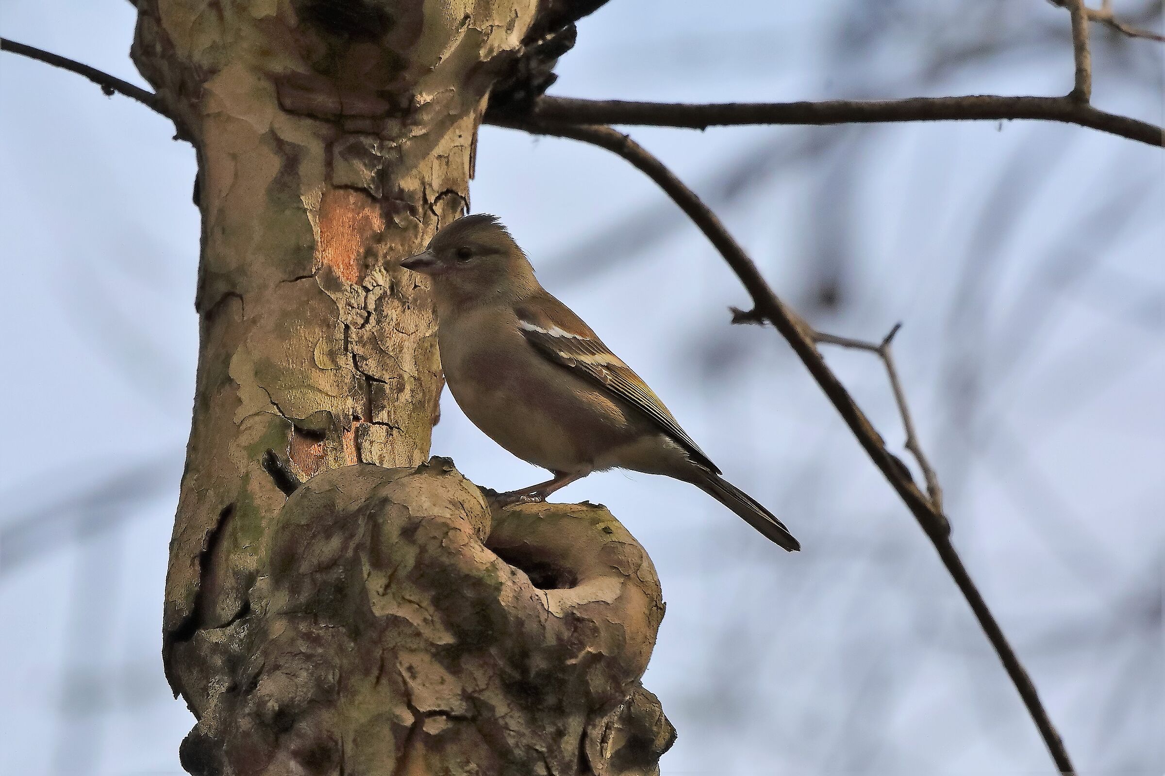 Fringuello 13-03-2023