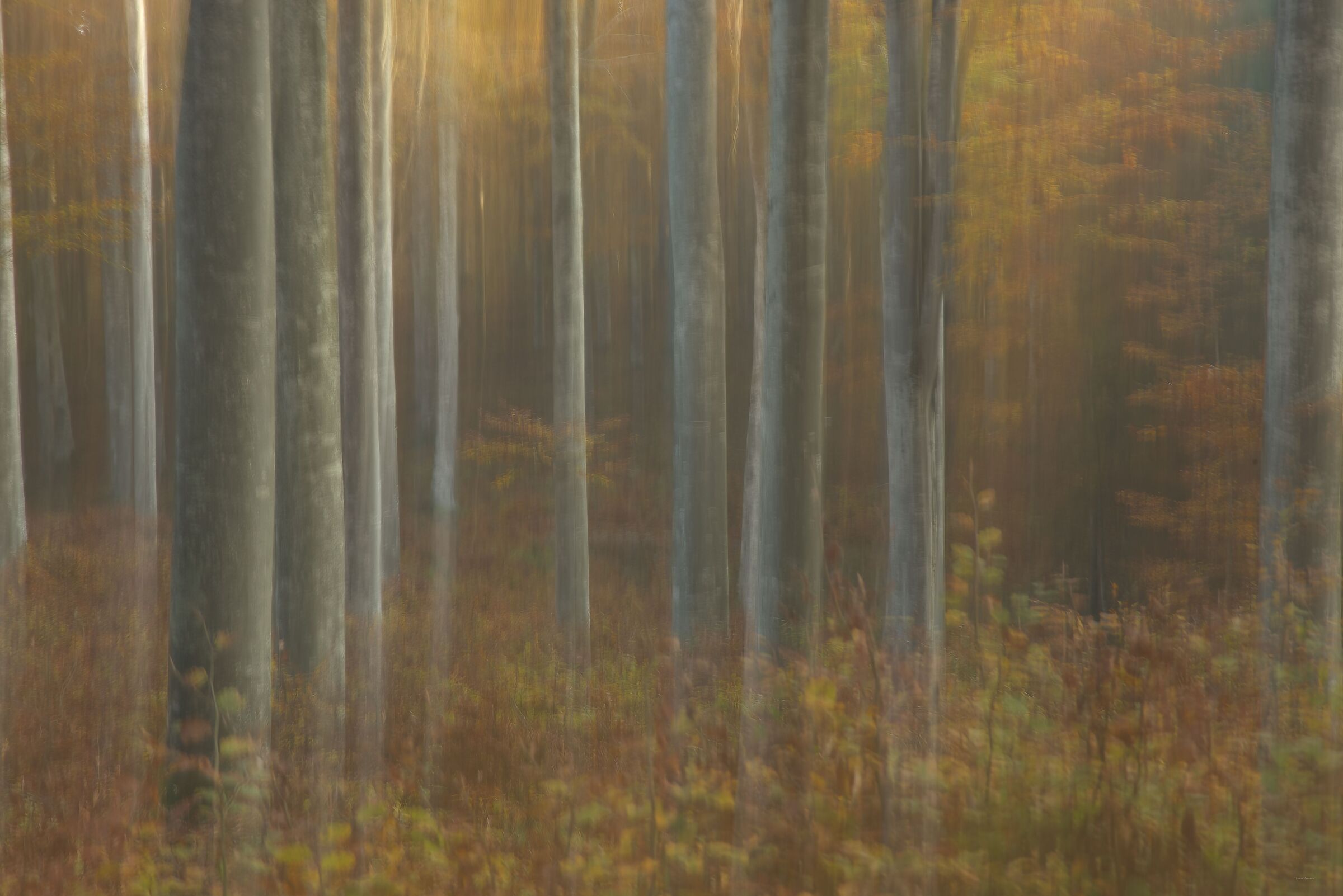 Cansiglio beech forest in autumn