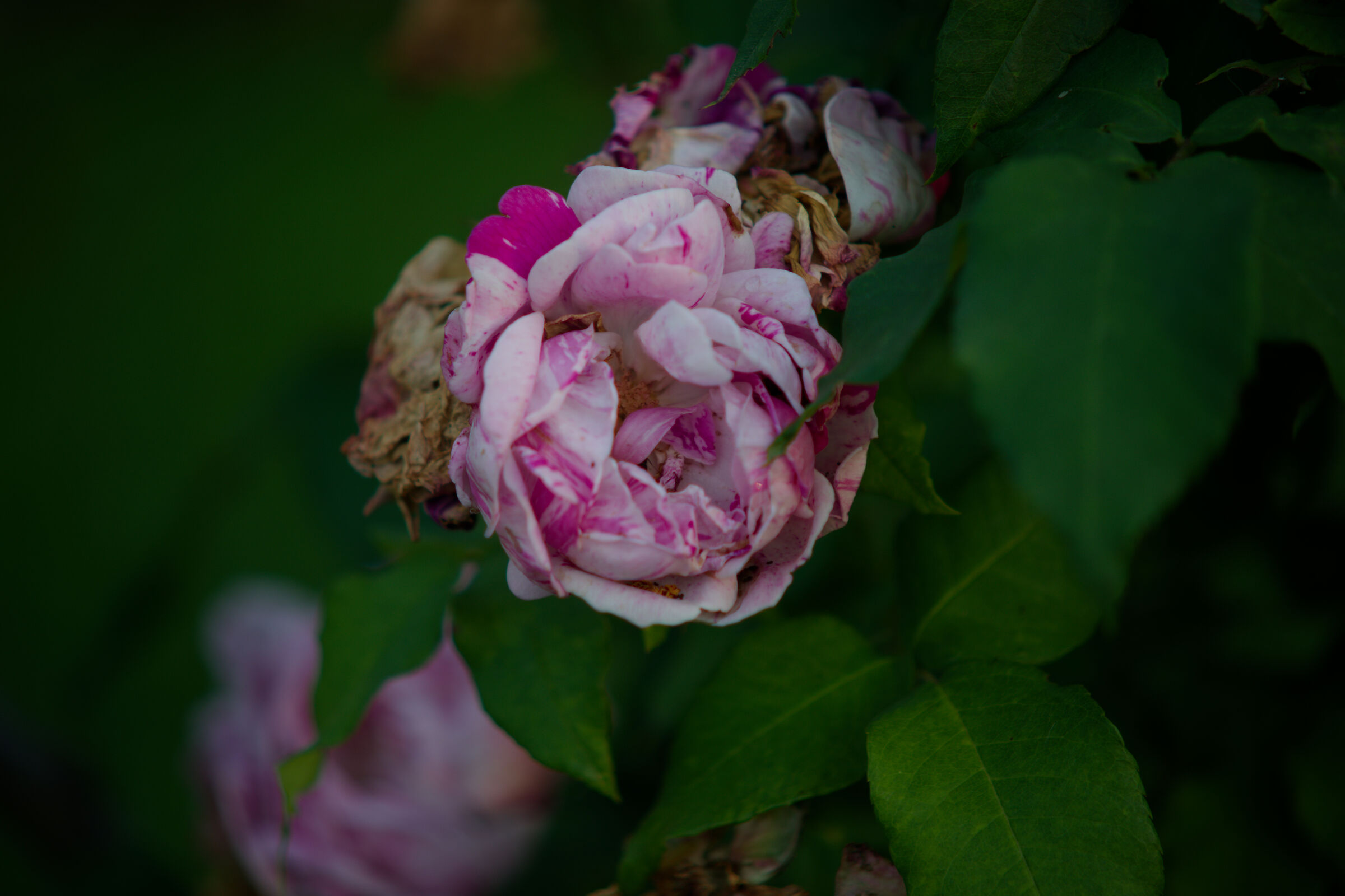 Konica Hexanon UC 80-200 f4