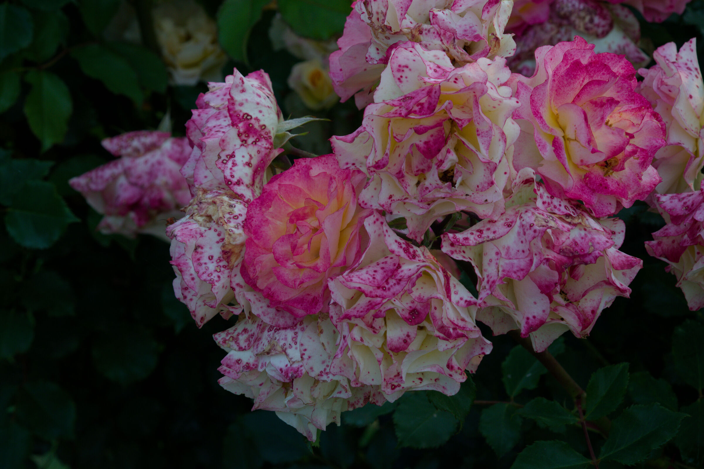 Konica Hexanon UC 80-200 f4