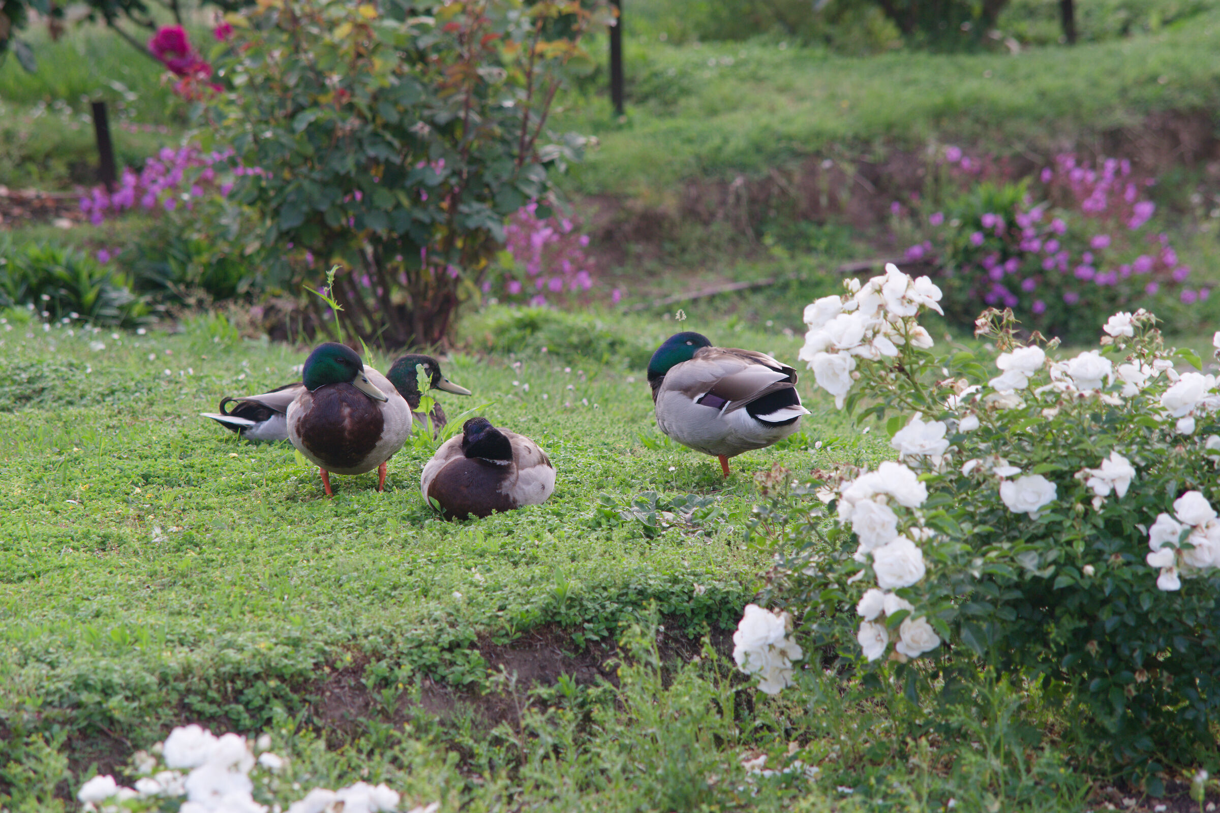 Konica Hexanon UC 80-200 f4