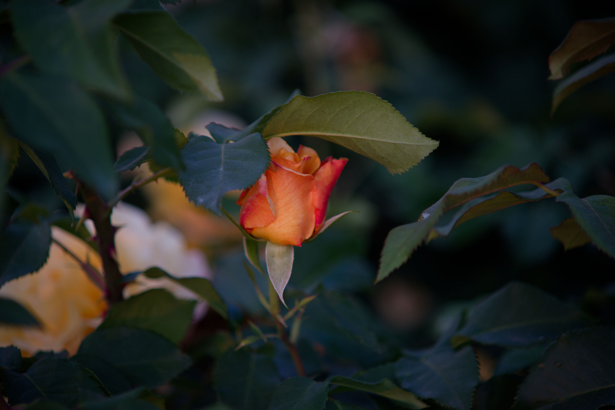Konica Hexanon UC 80-200 f4