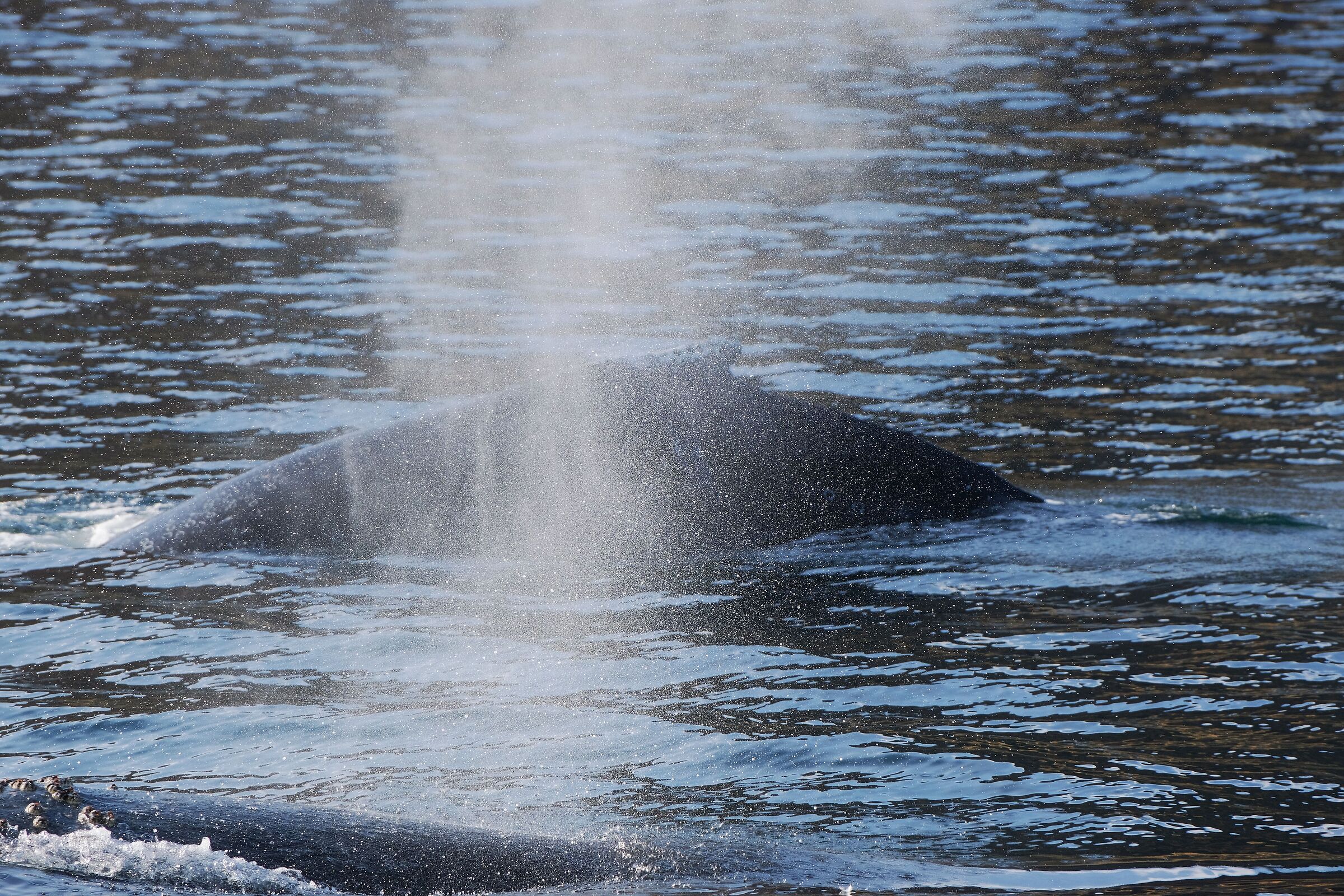 Whales in the Beagle Channel