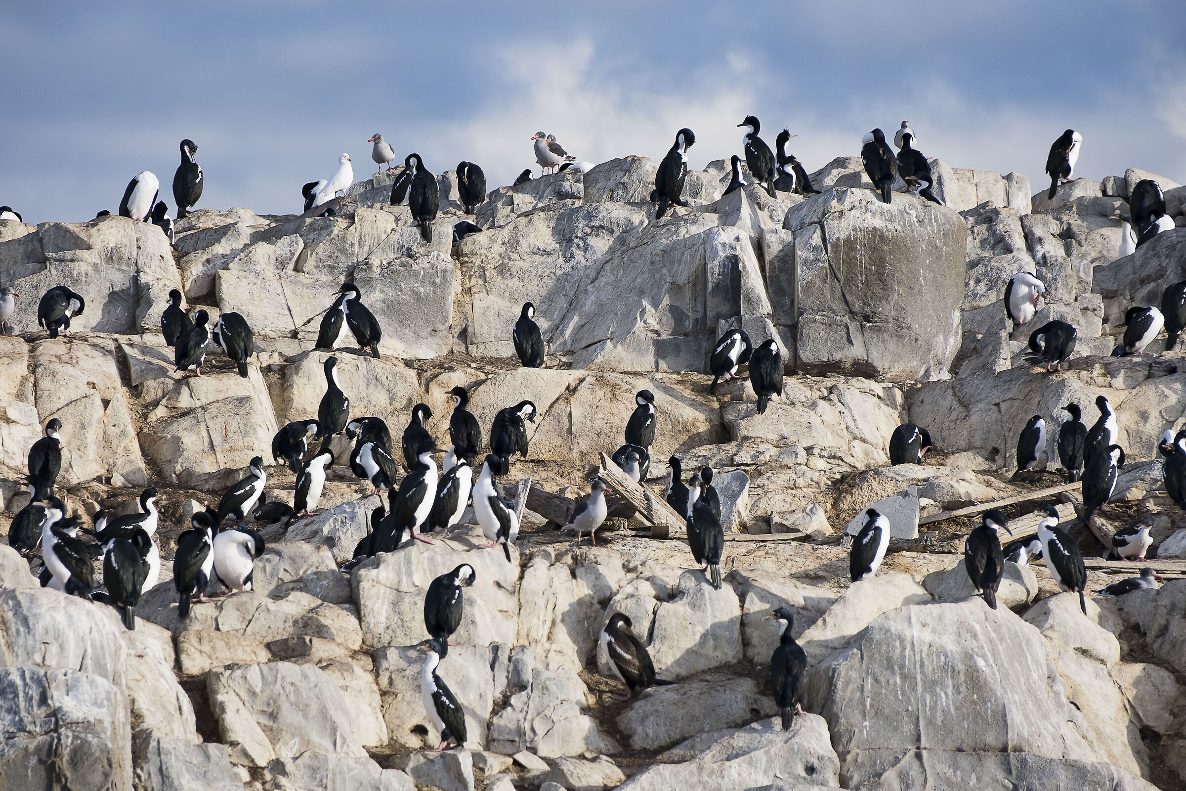 Cormorani nel canale di Beagle