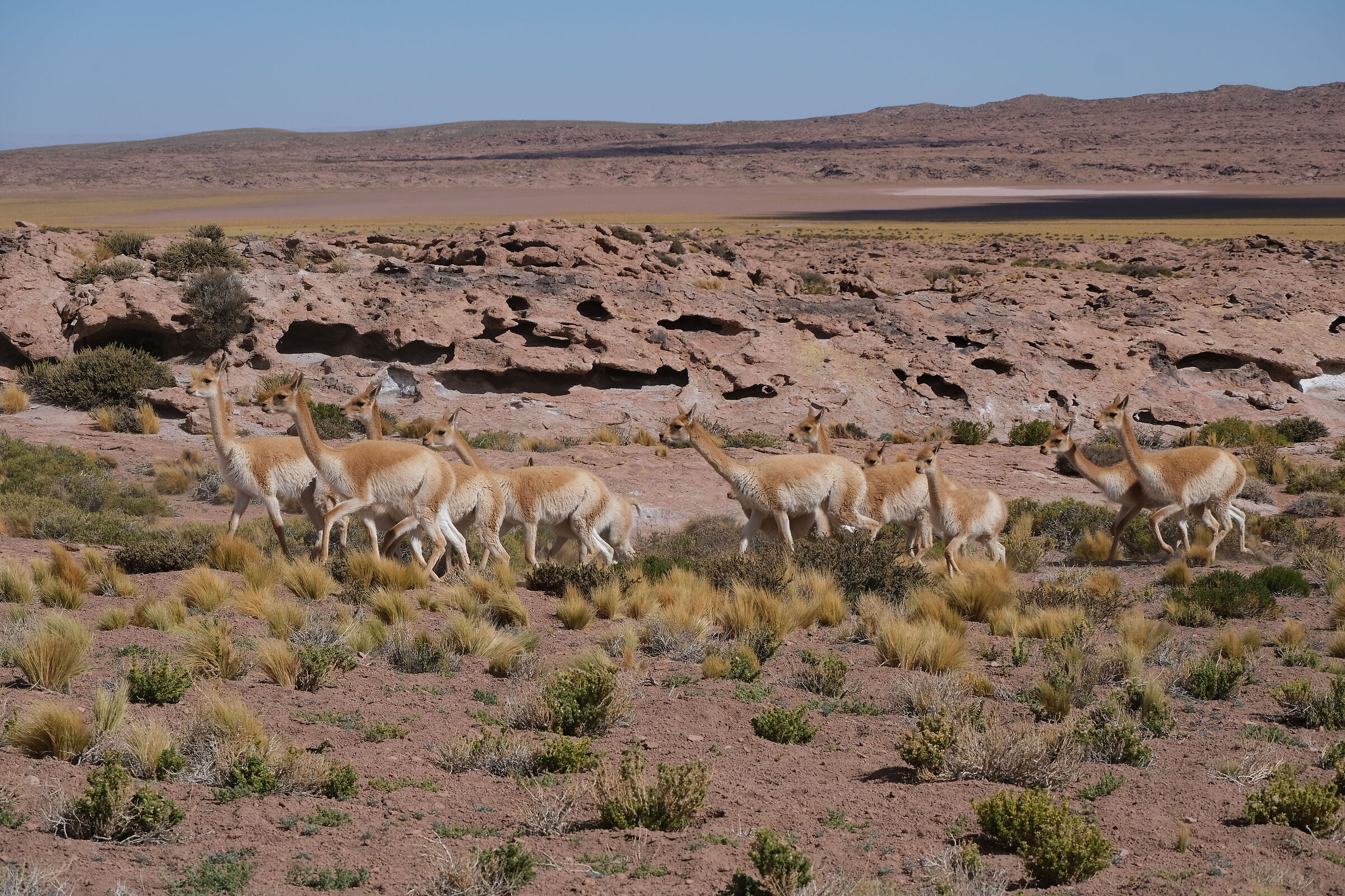 Vicuñas