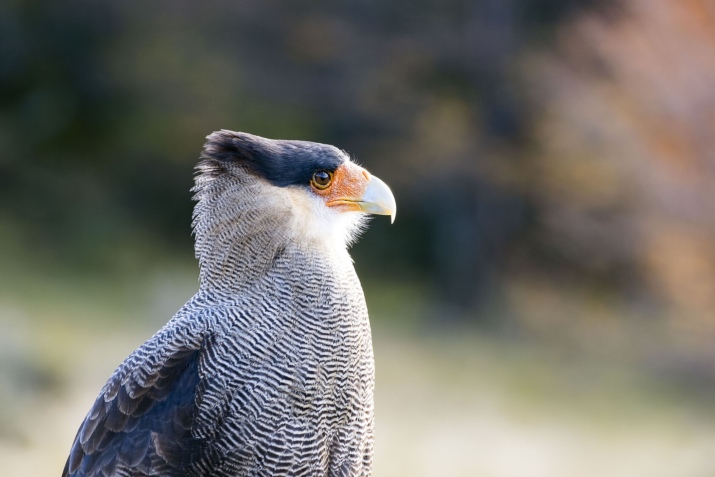 Caracara