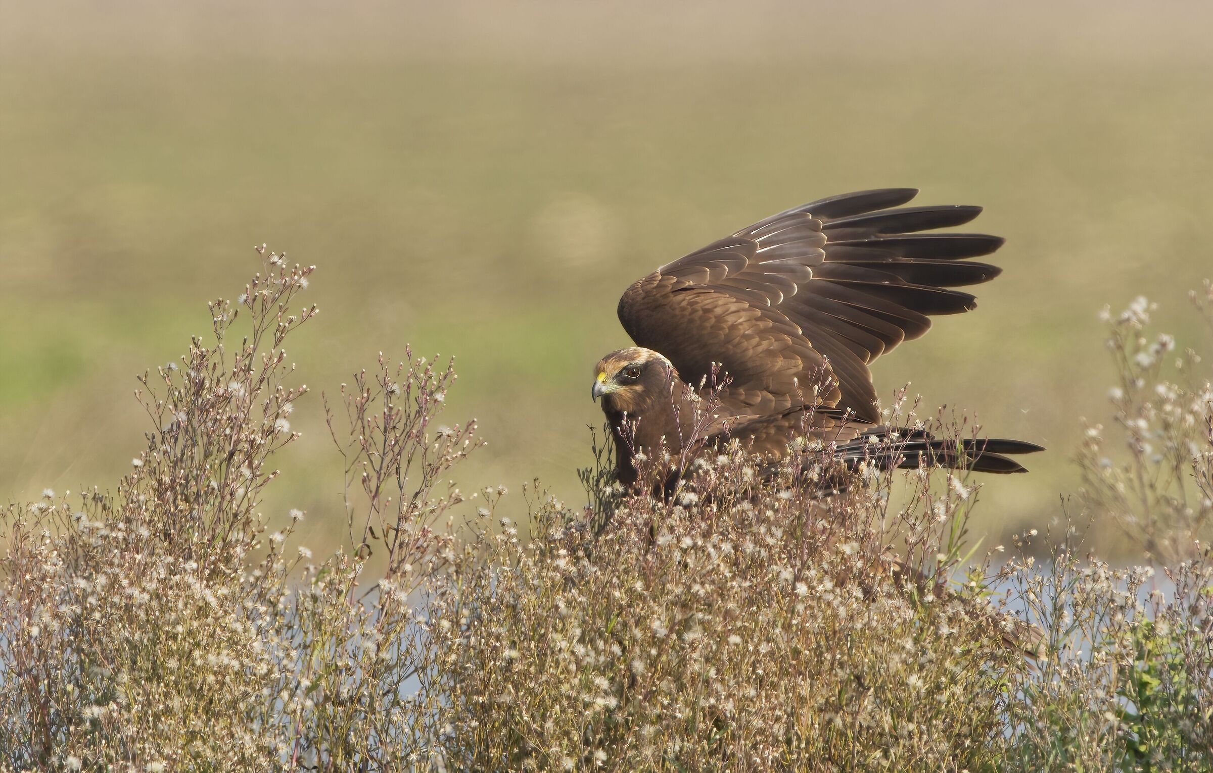 Marsh harrier