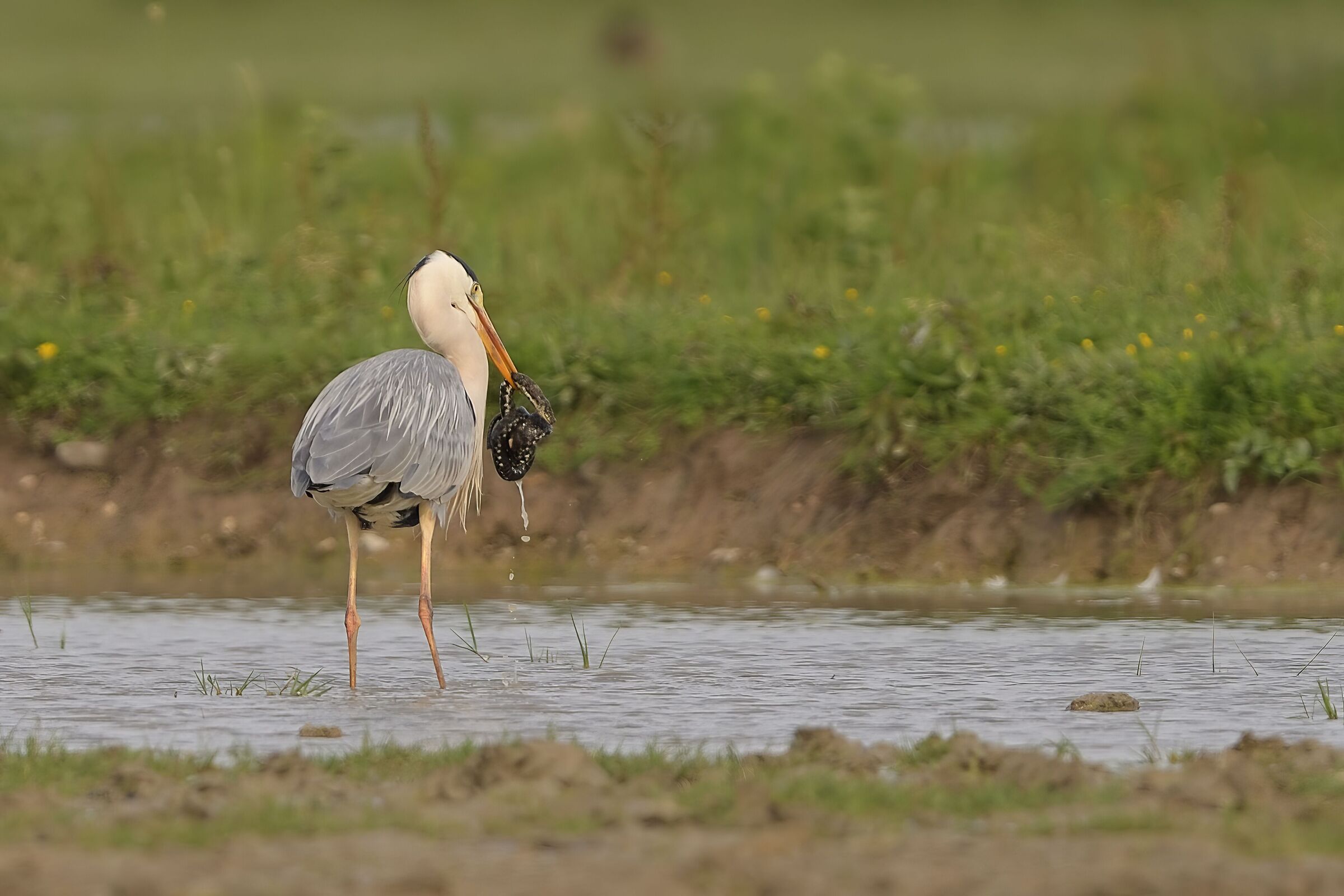 il pranzo di gala del cenerino