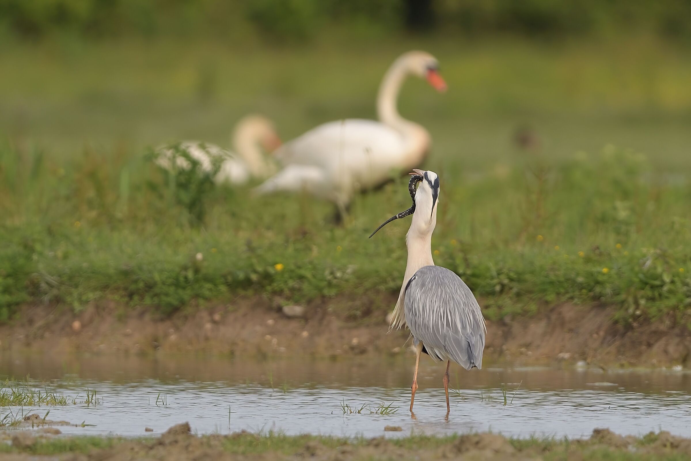 il pranzo di gala del cenerino