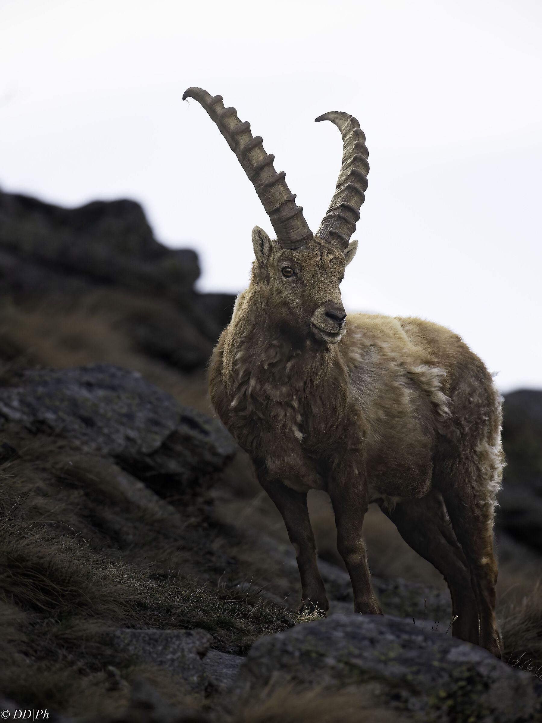 Ibex