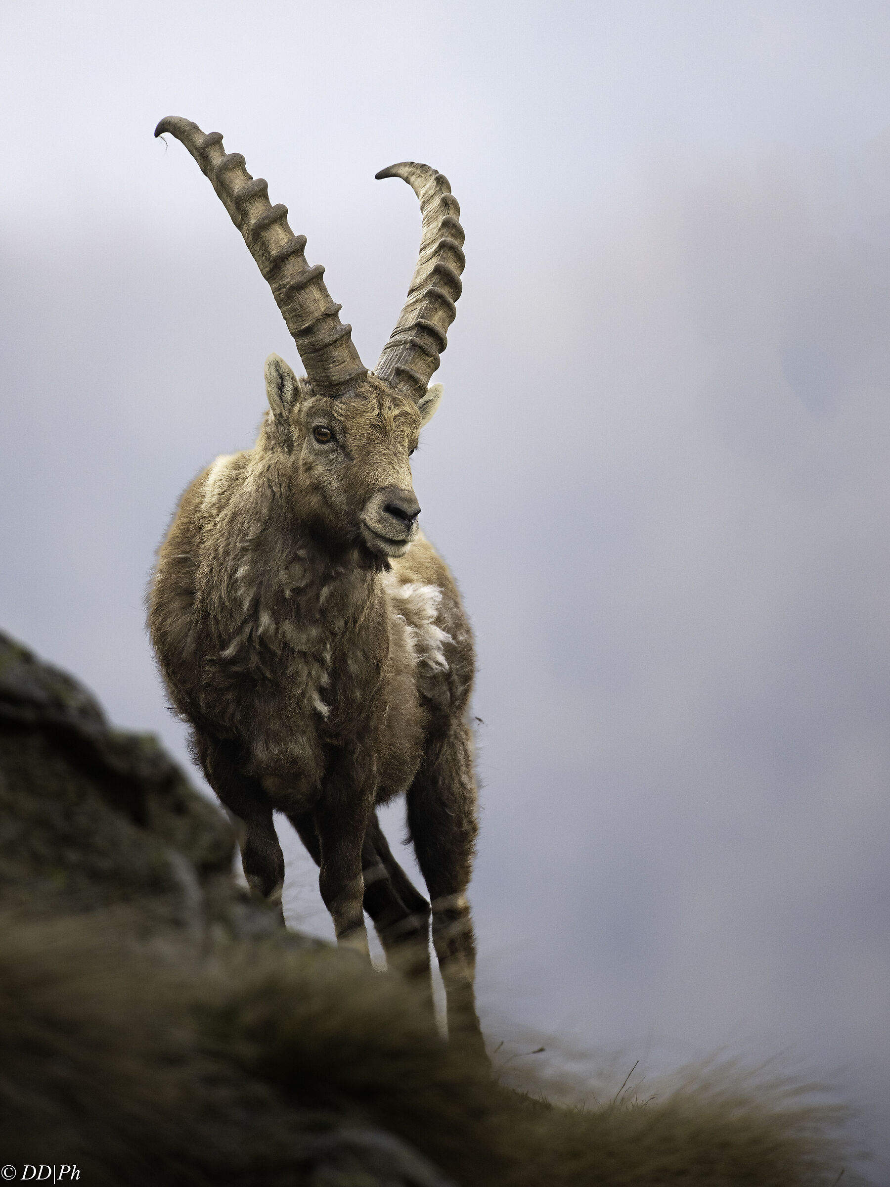 Ibex