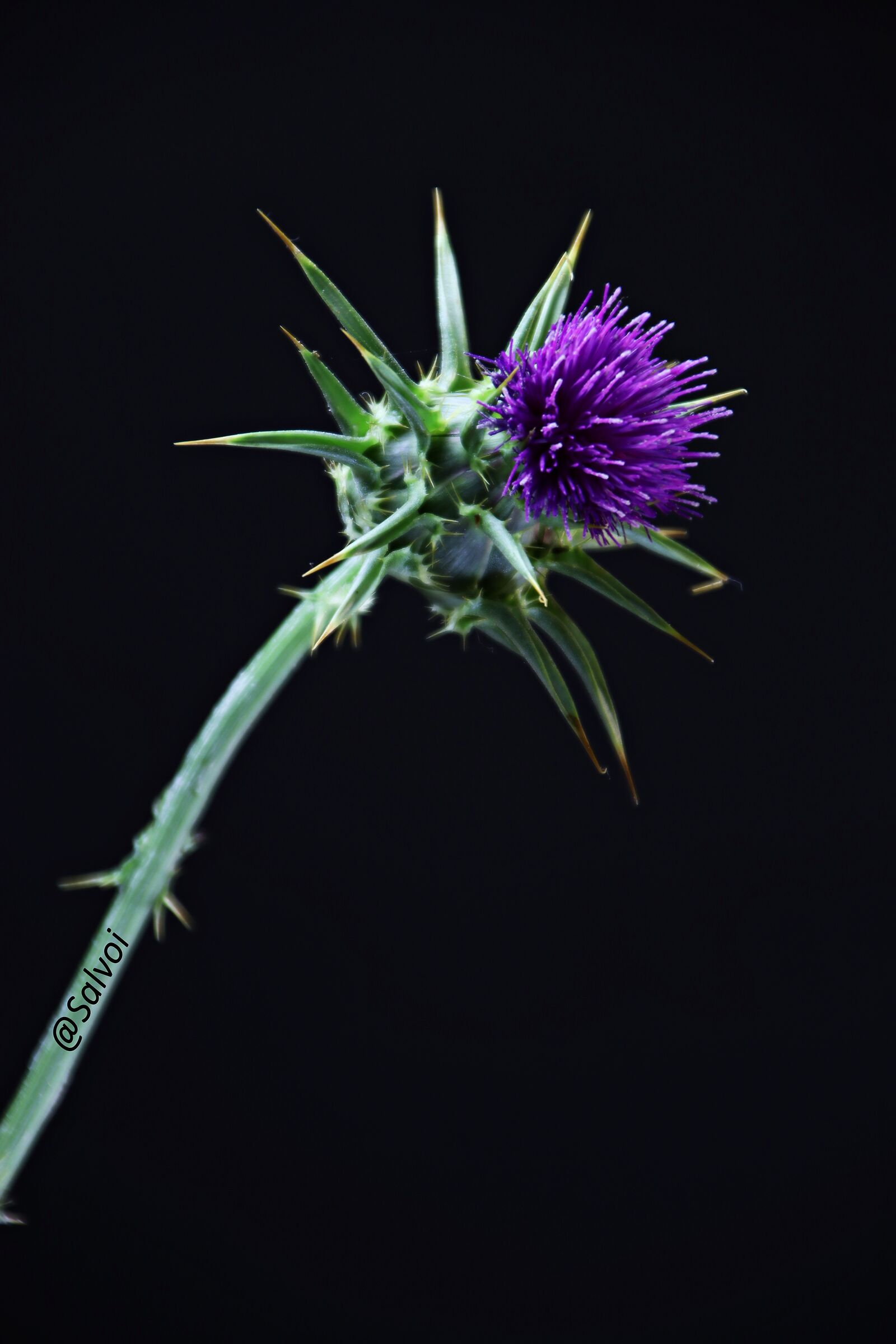 Thistle