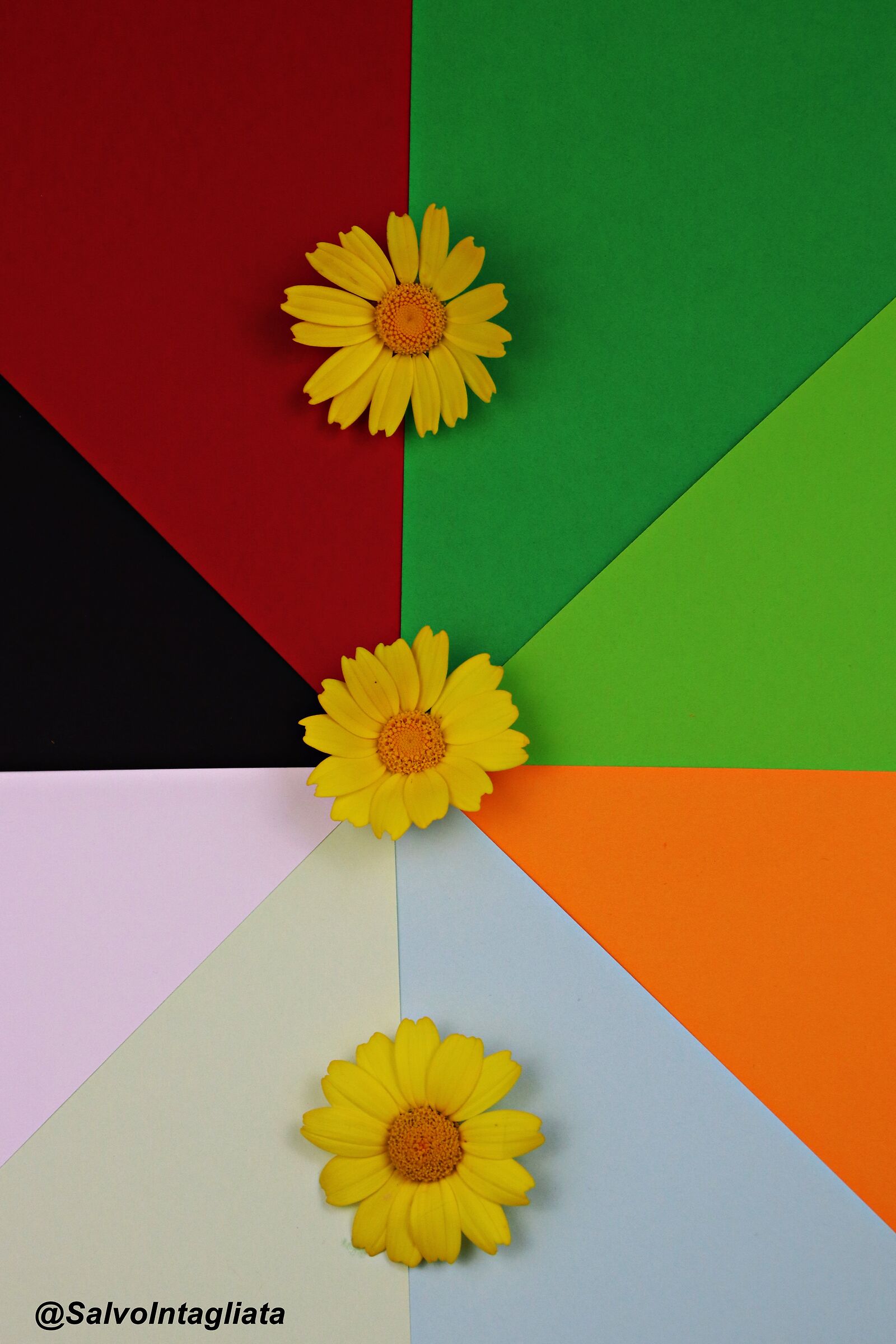 Daisies