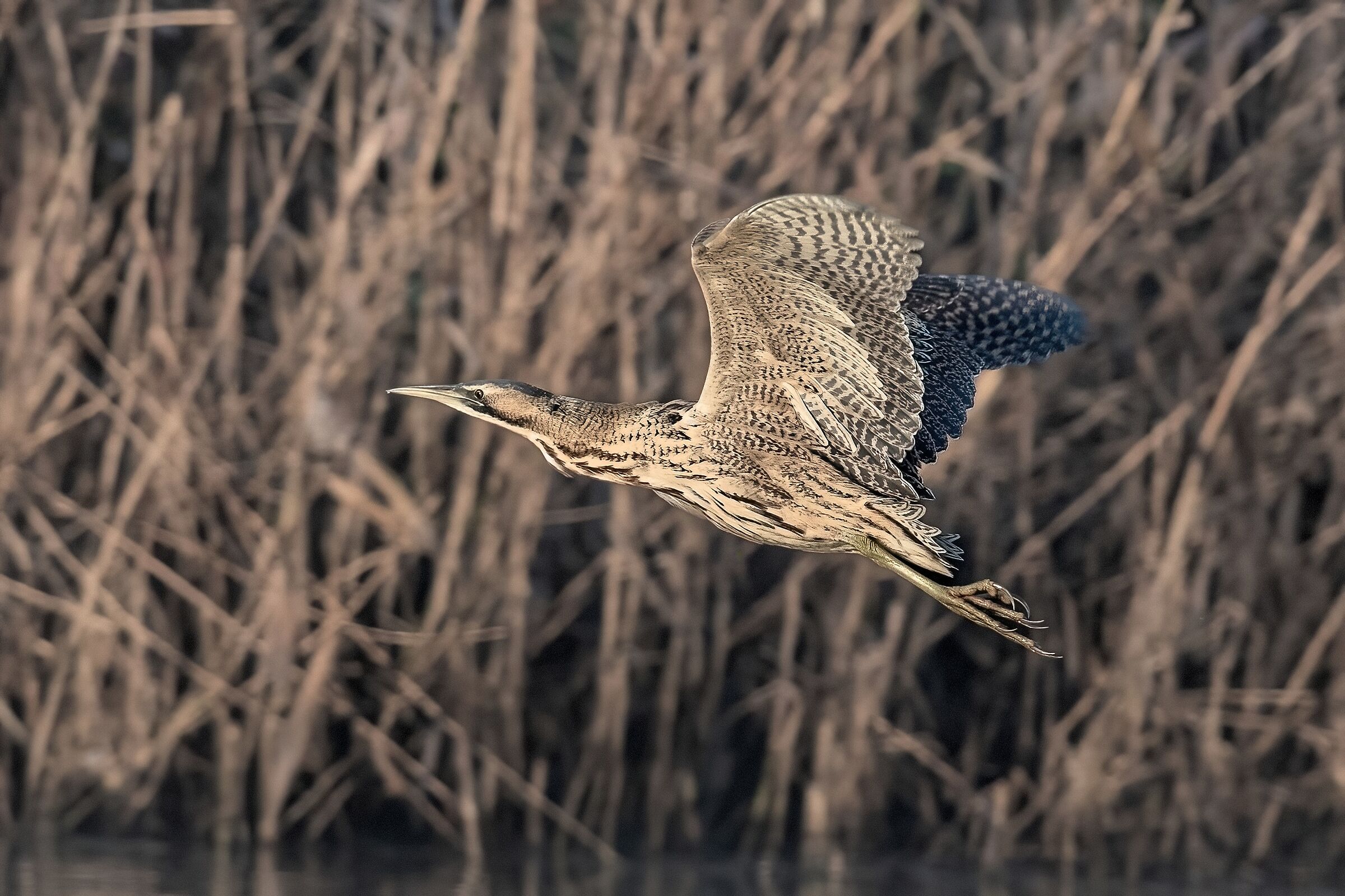 Bittern (Botaurus stellaris)