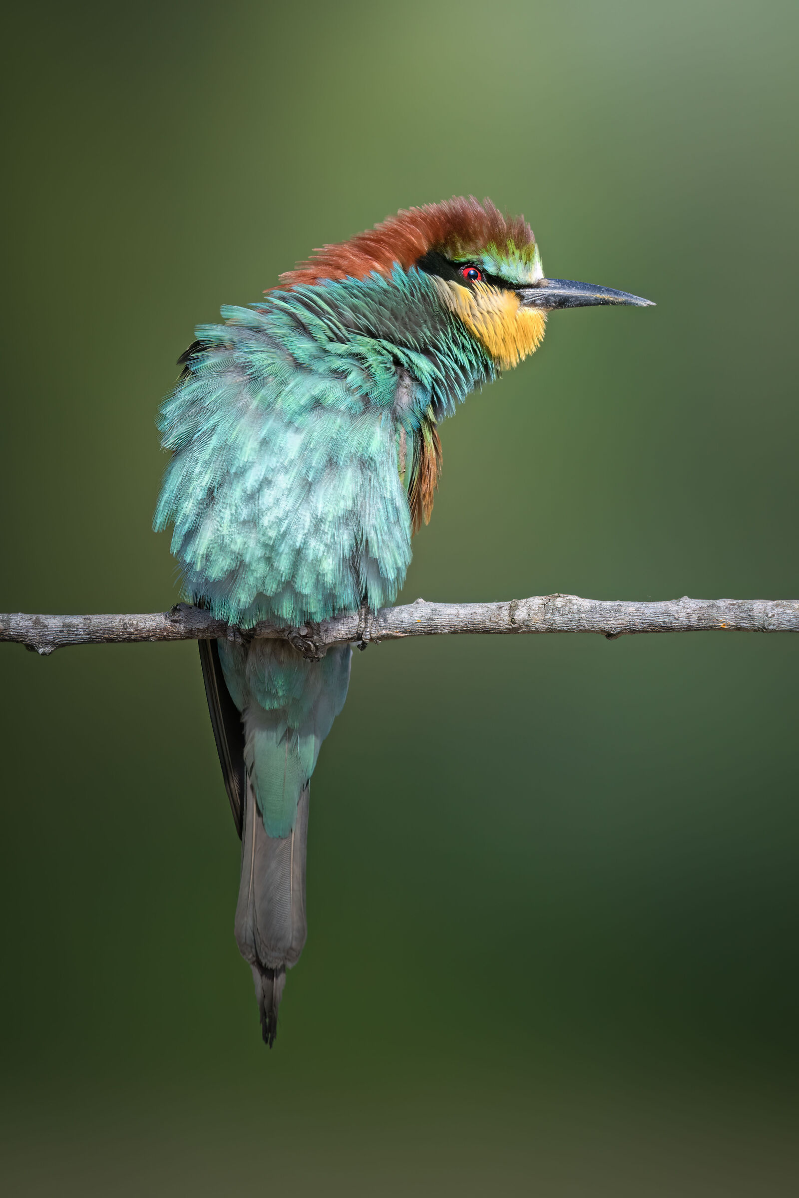 But how beautiful will they be??