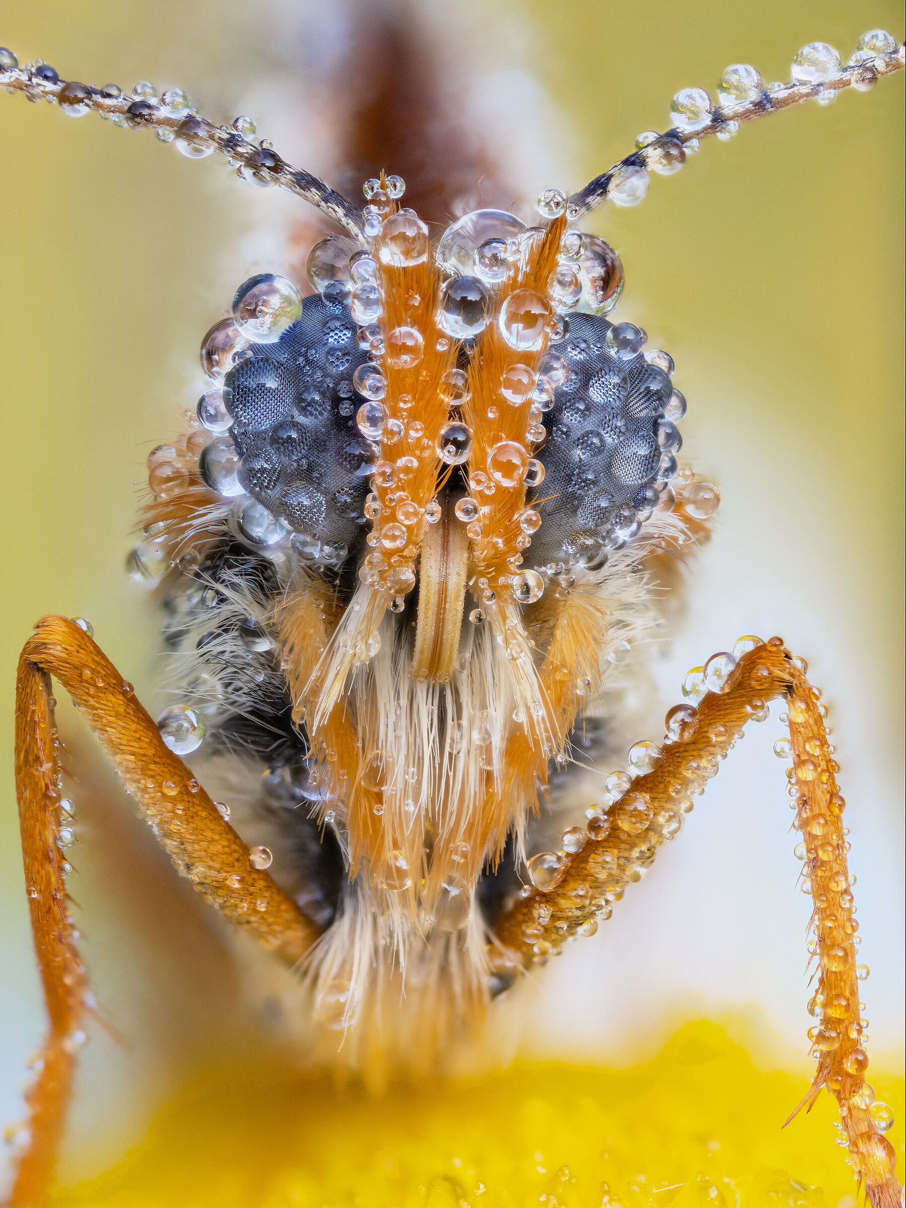 Melitaea didyma