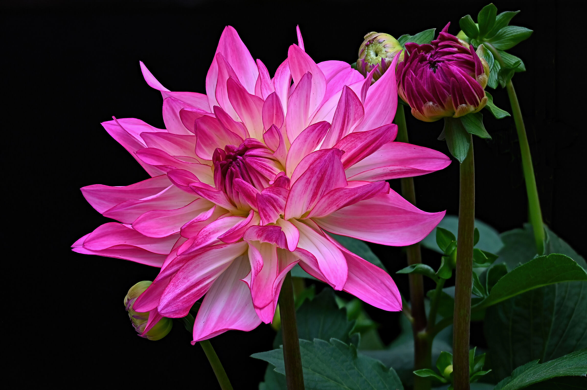 Dahlia Hortensis