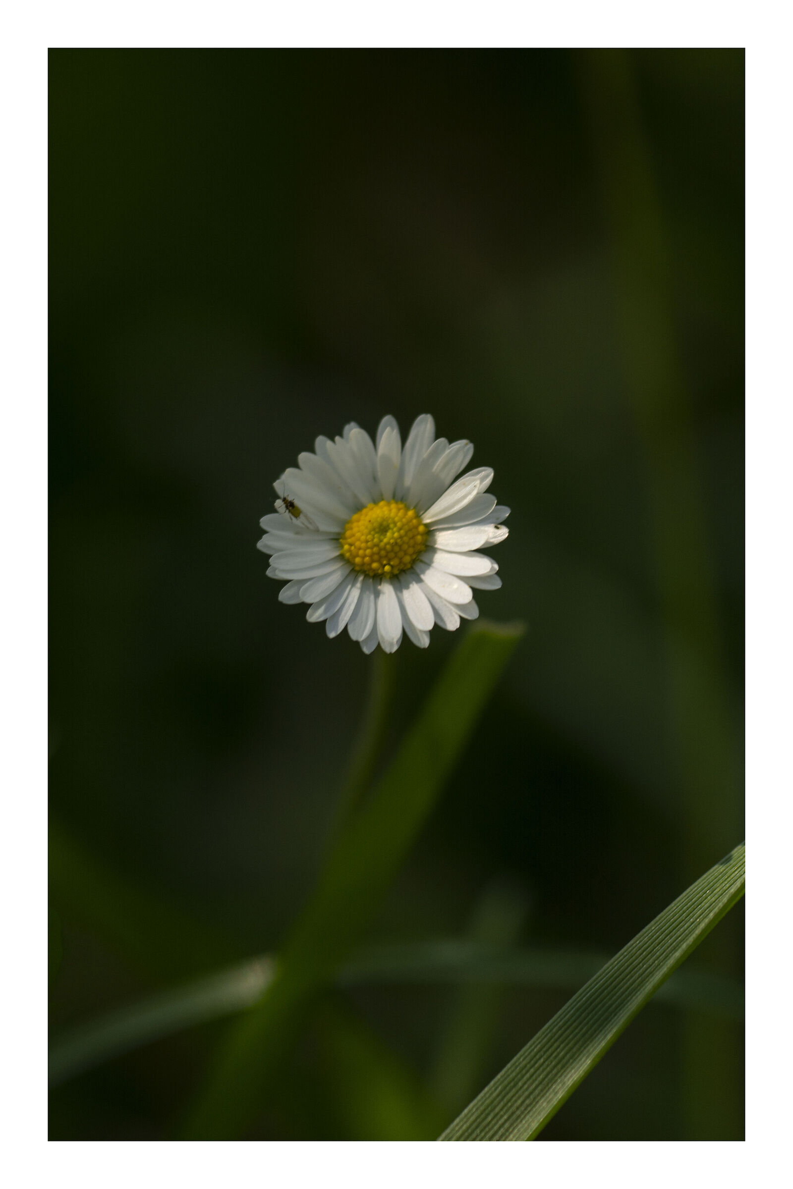 I'm small but I'm really beautiful