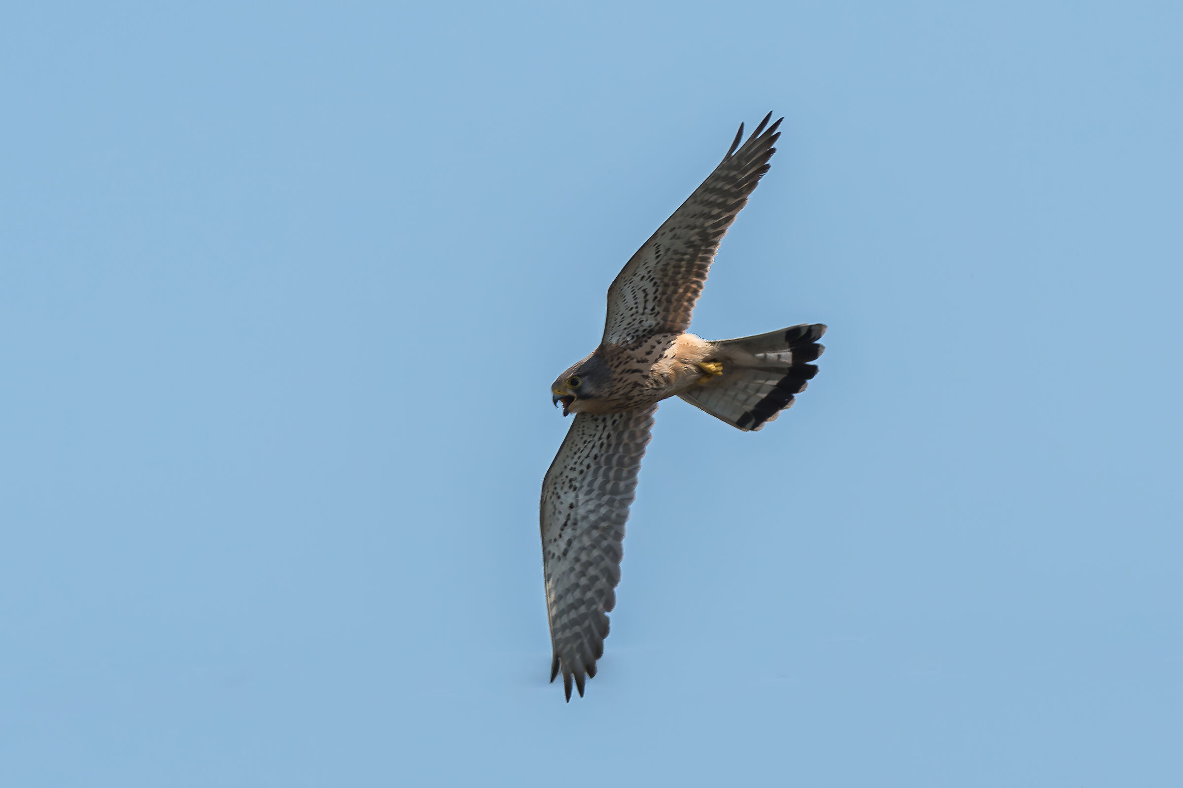 Kestrel