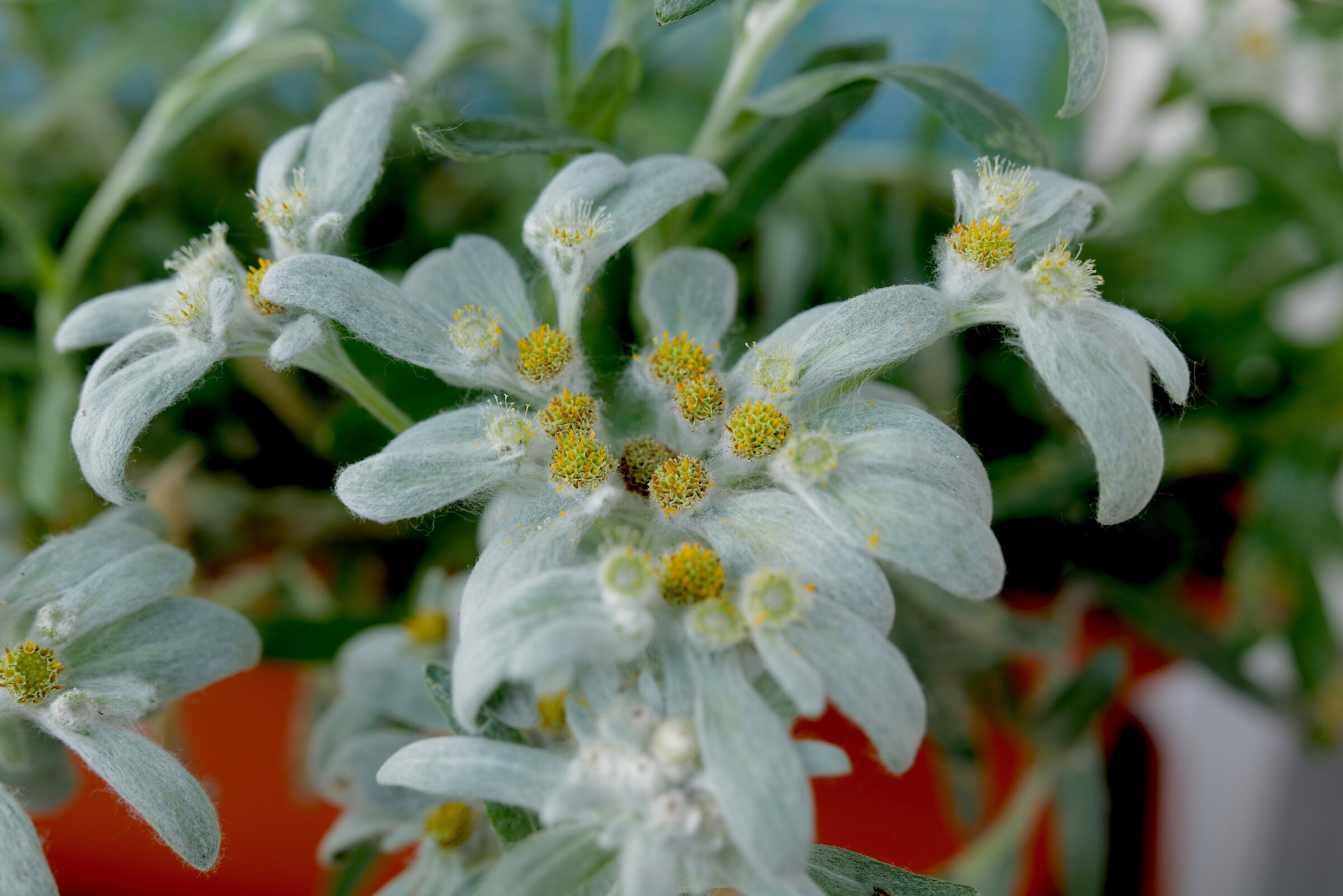 Edelweiss