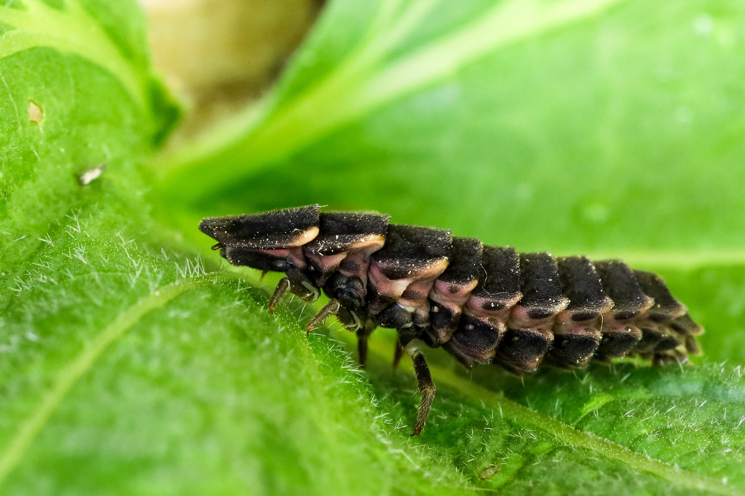Lampyris noctiluca _ larva
