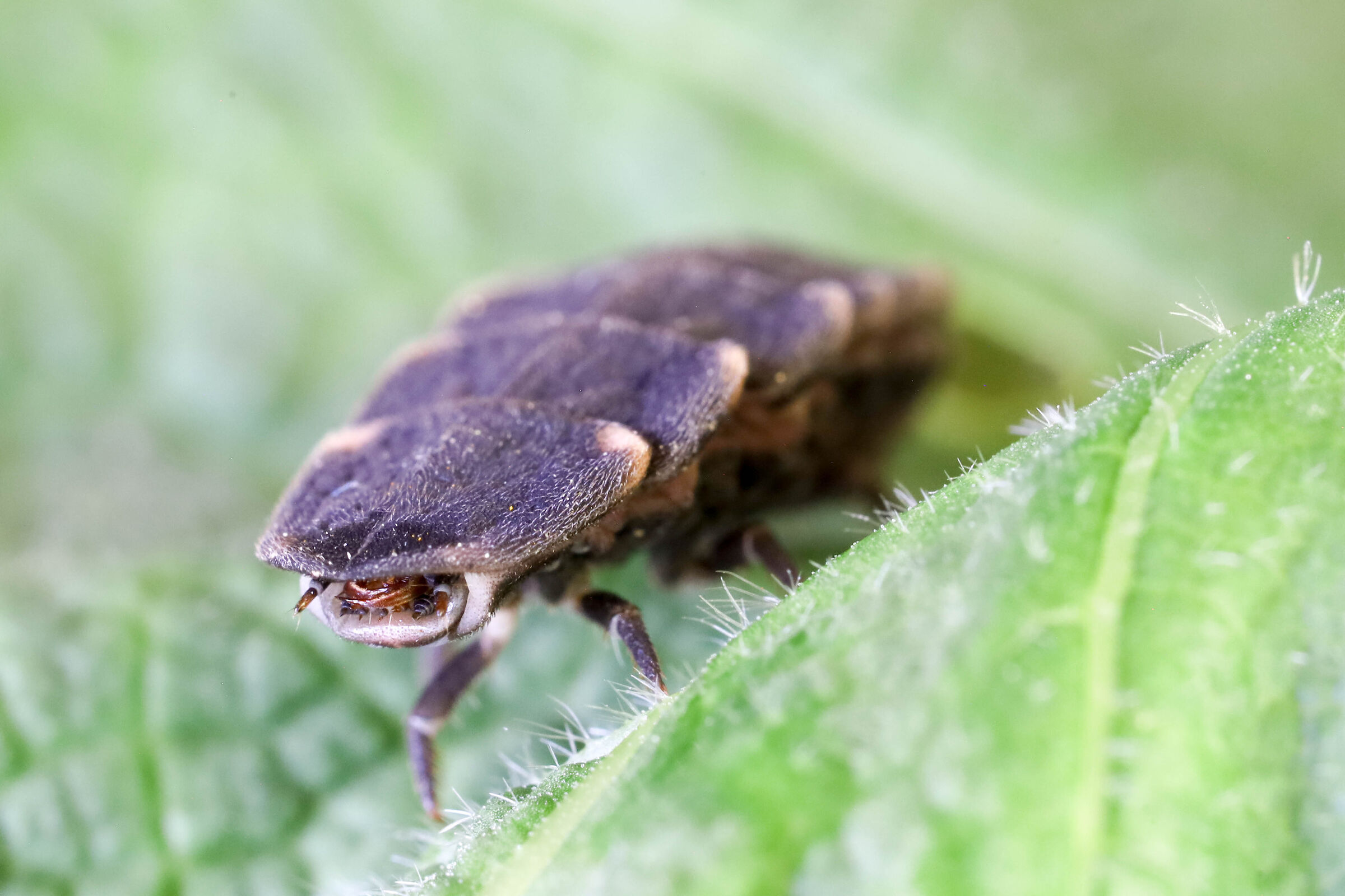 Lampyris noctiluca _ larva