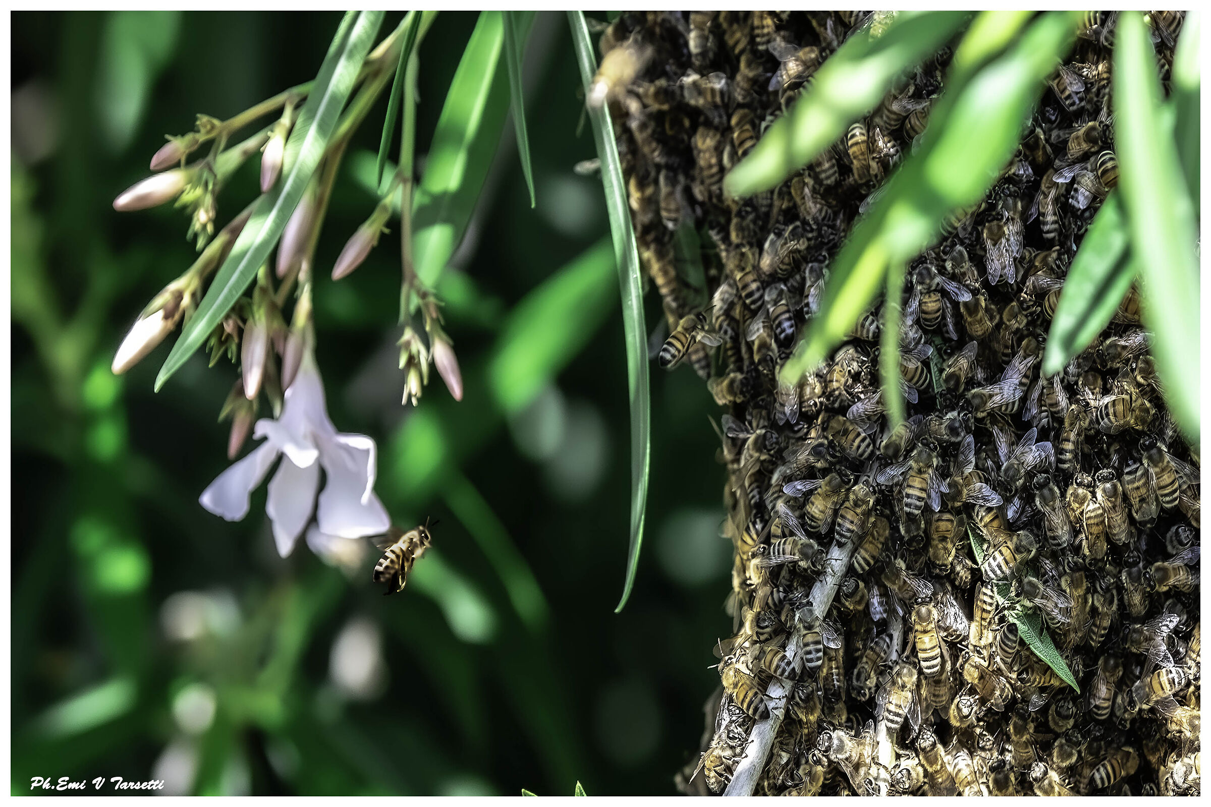 Non si trova mai parcheggio....!!