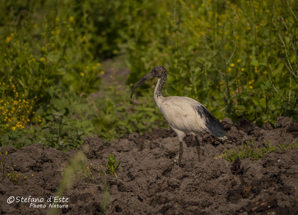 Sacred ibis