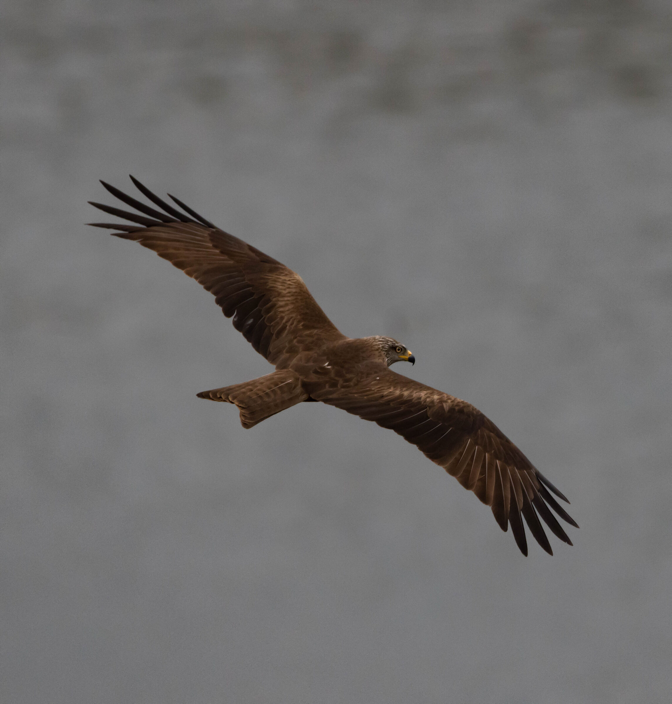 Black kite