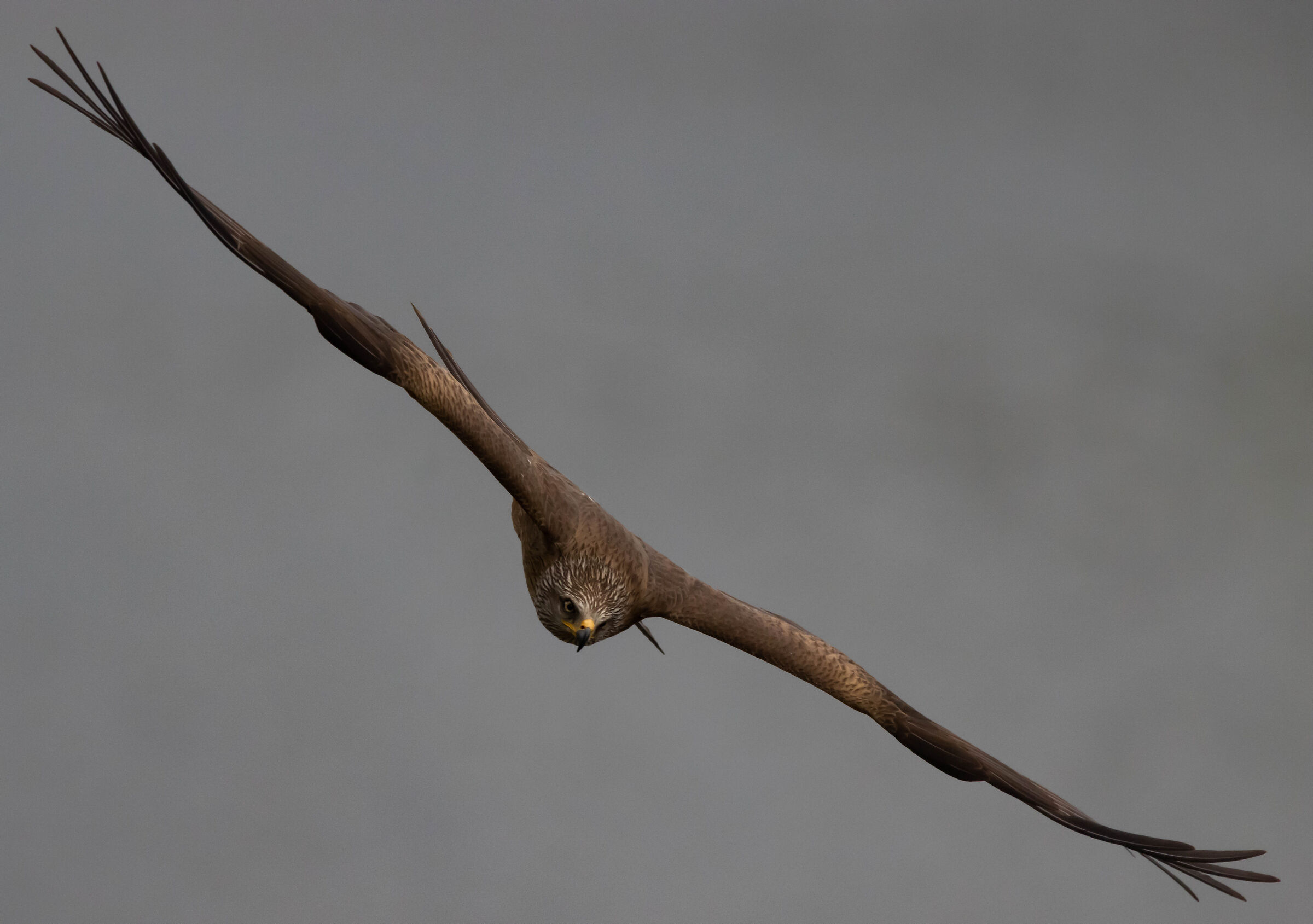 Black kite